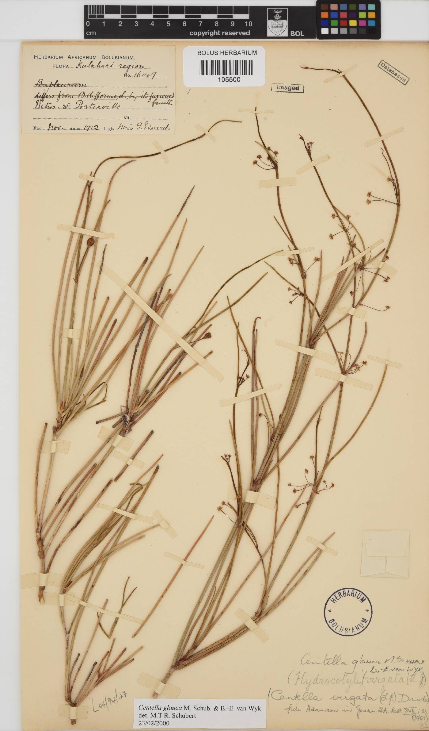 Centella glauca image