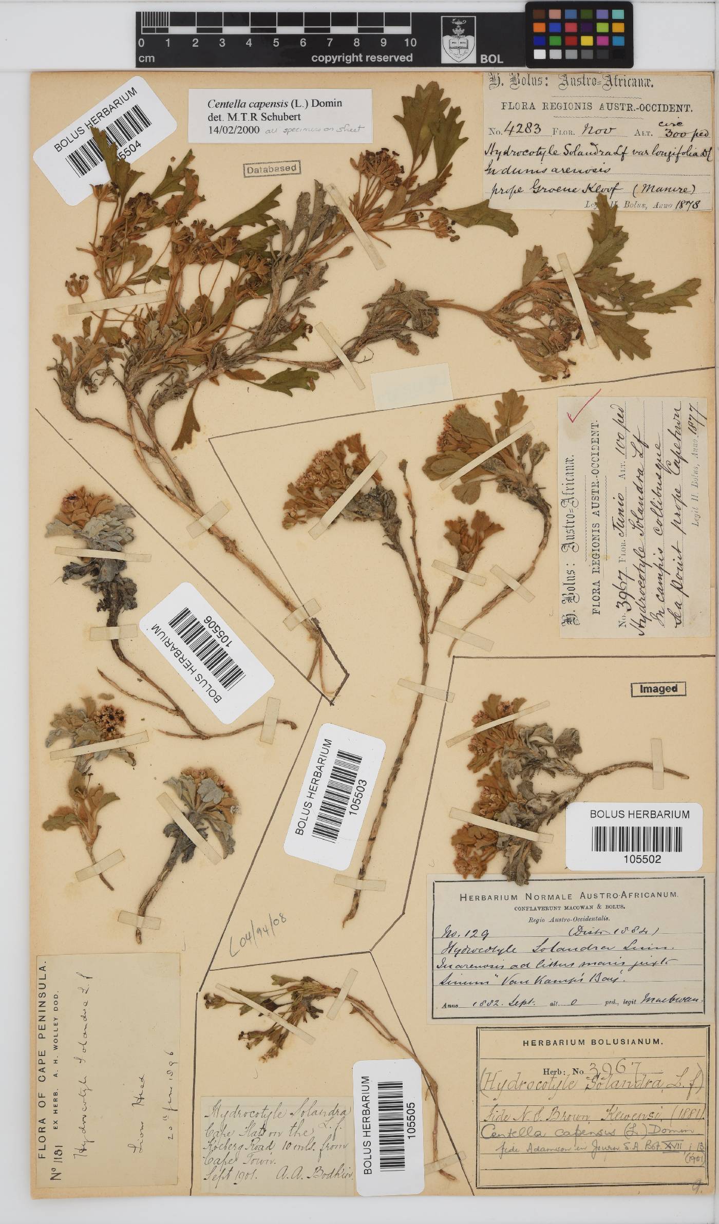 Centella capensis image