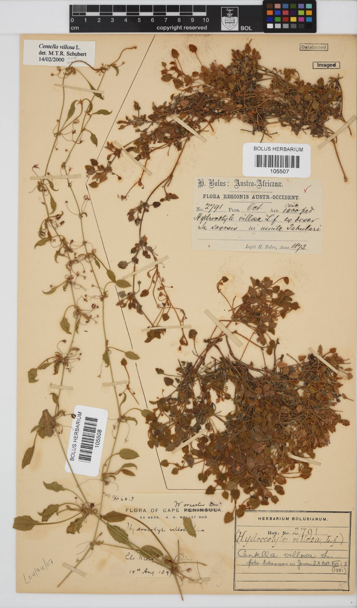 Centella villosa image