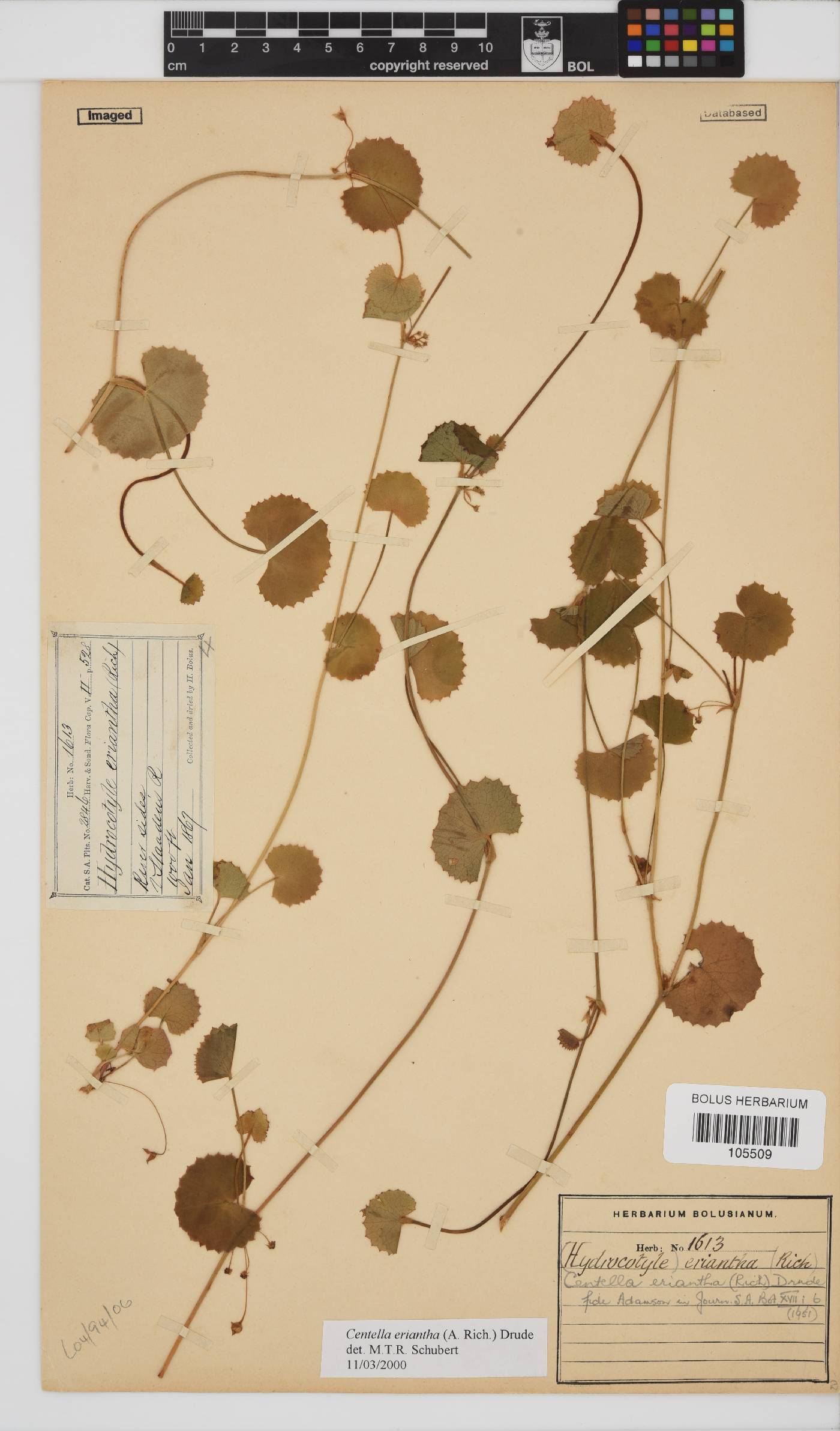 Centella eriantha image