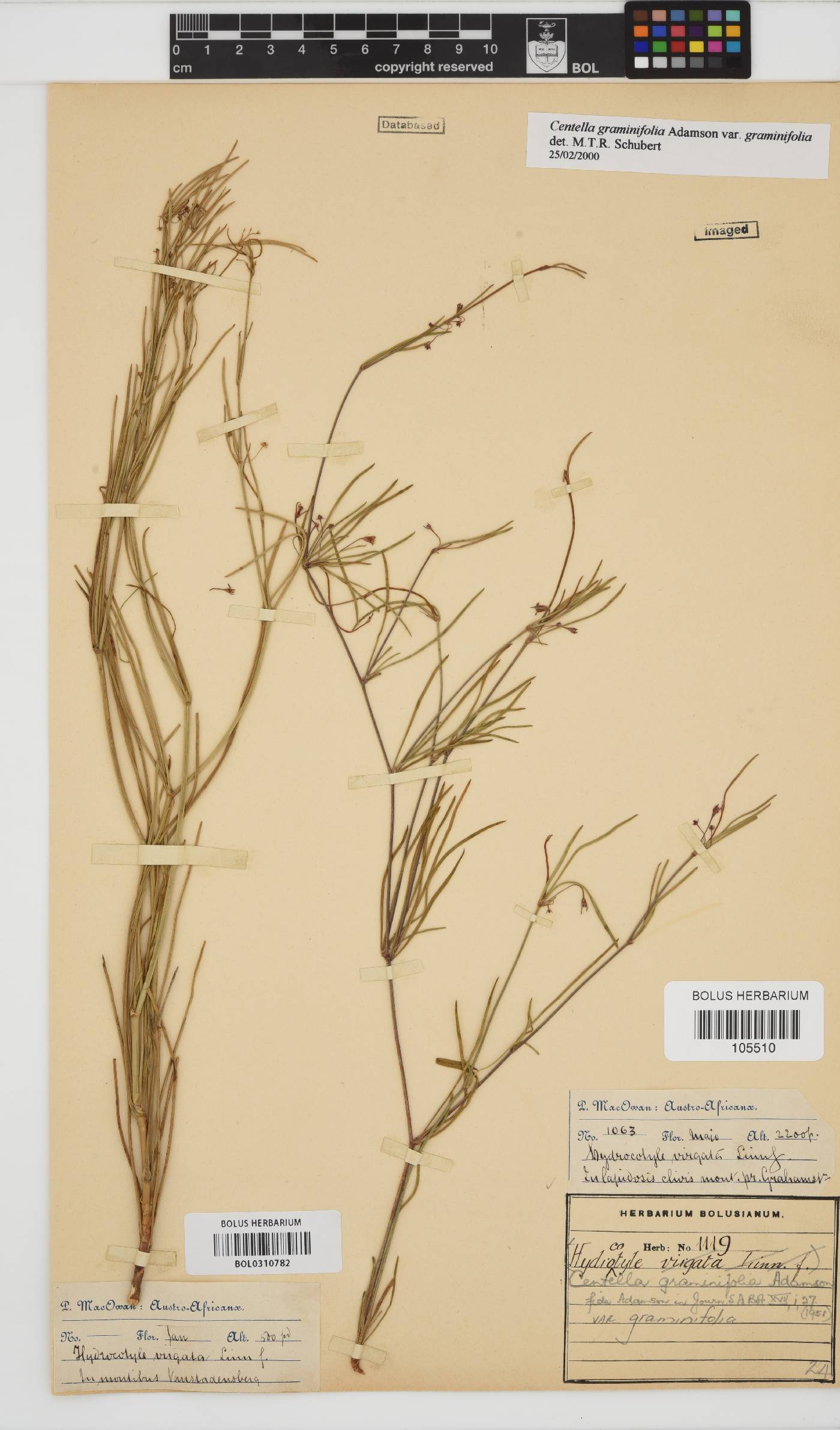 Centella graminifolia image