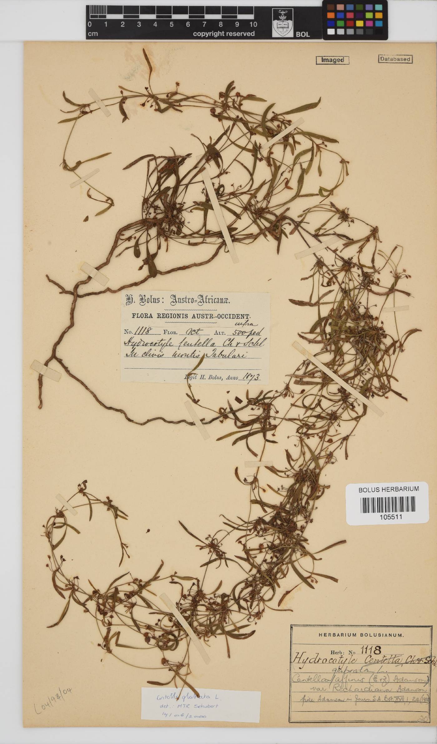 Centella glabrata image