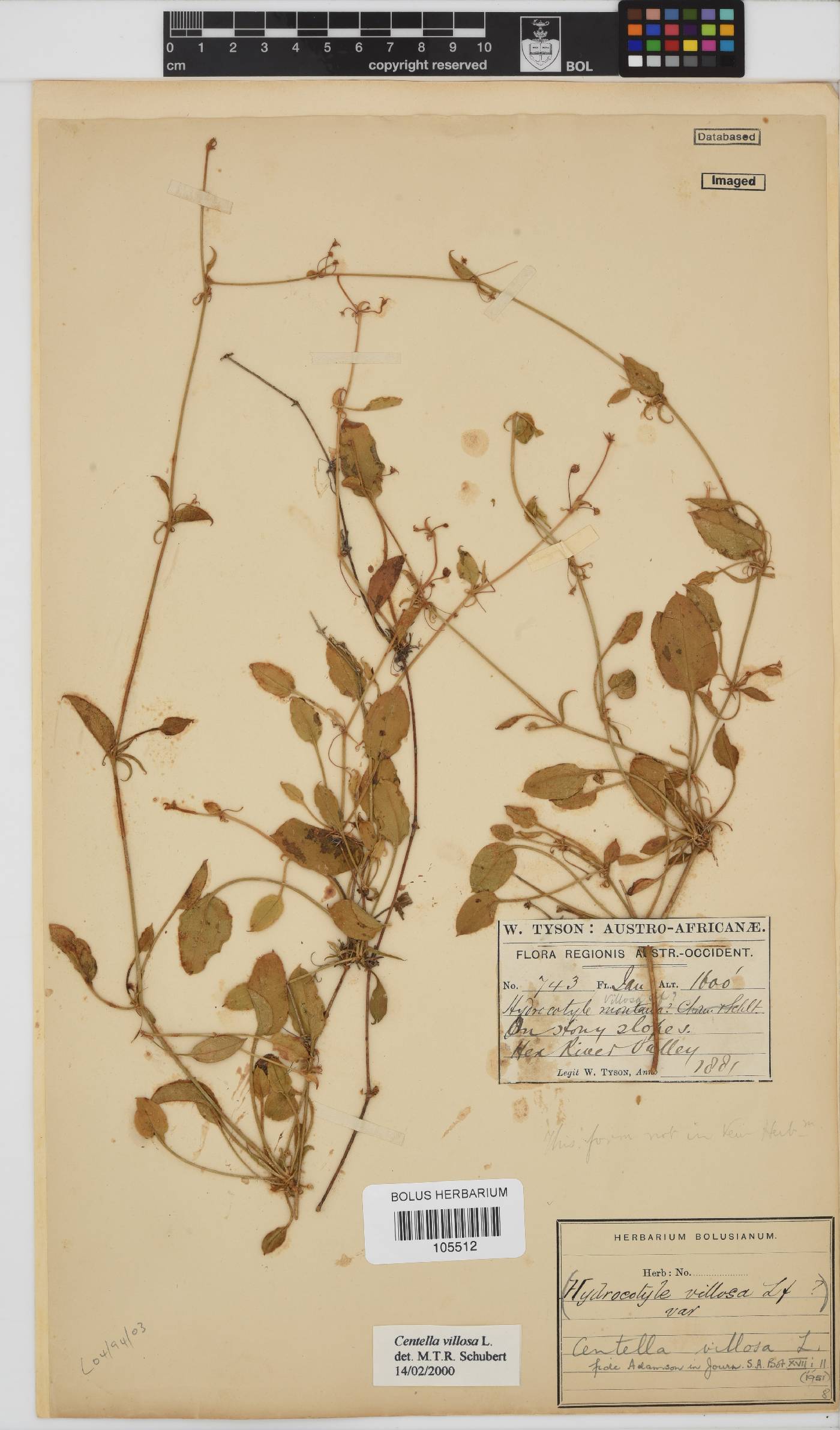 Centella villosa image