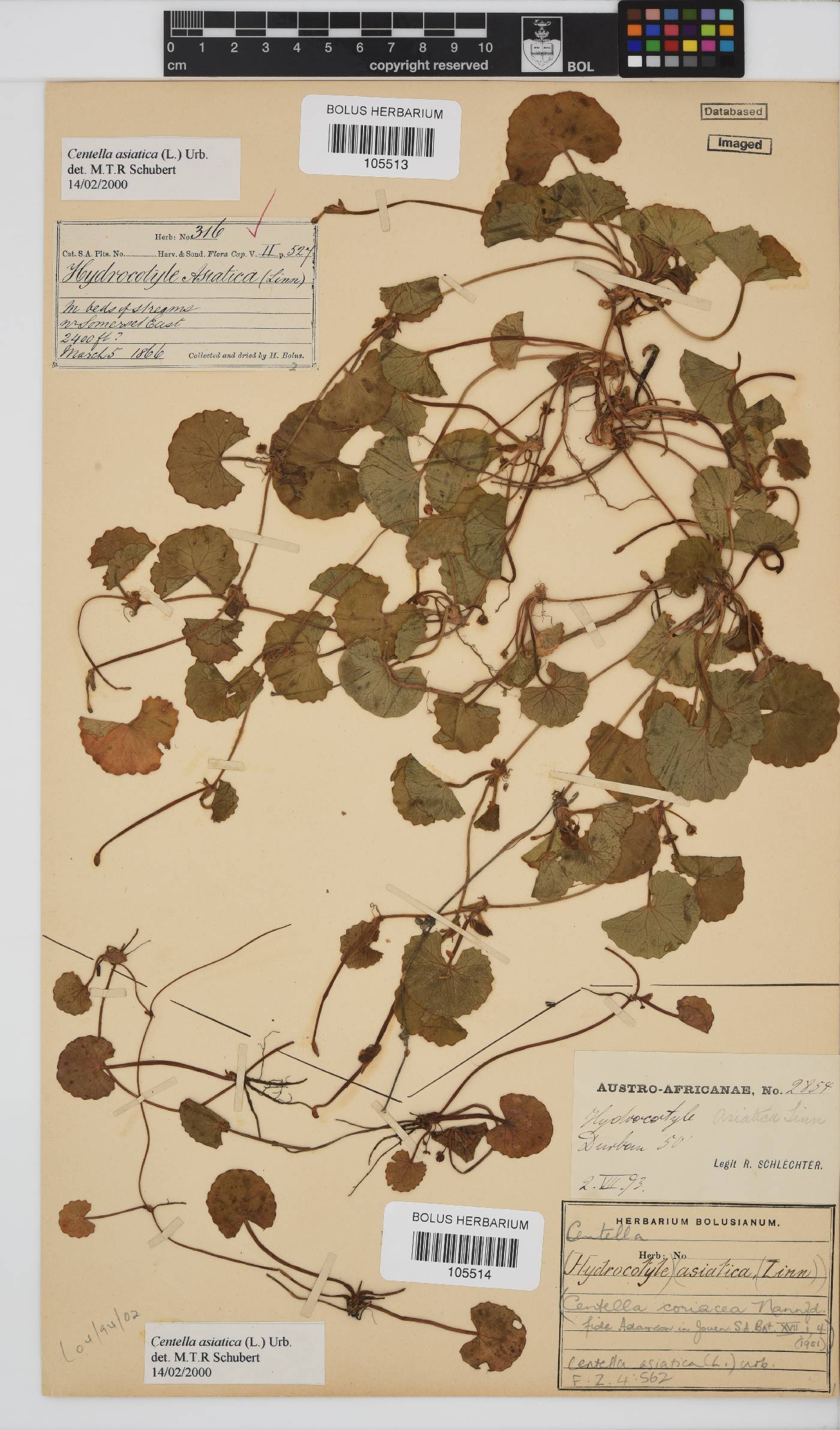 Centella asiatica image