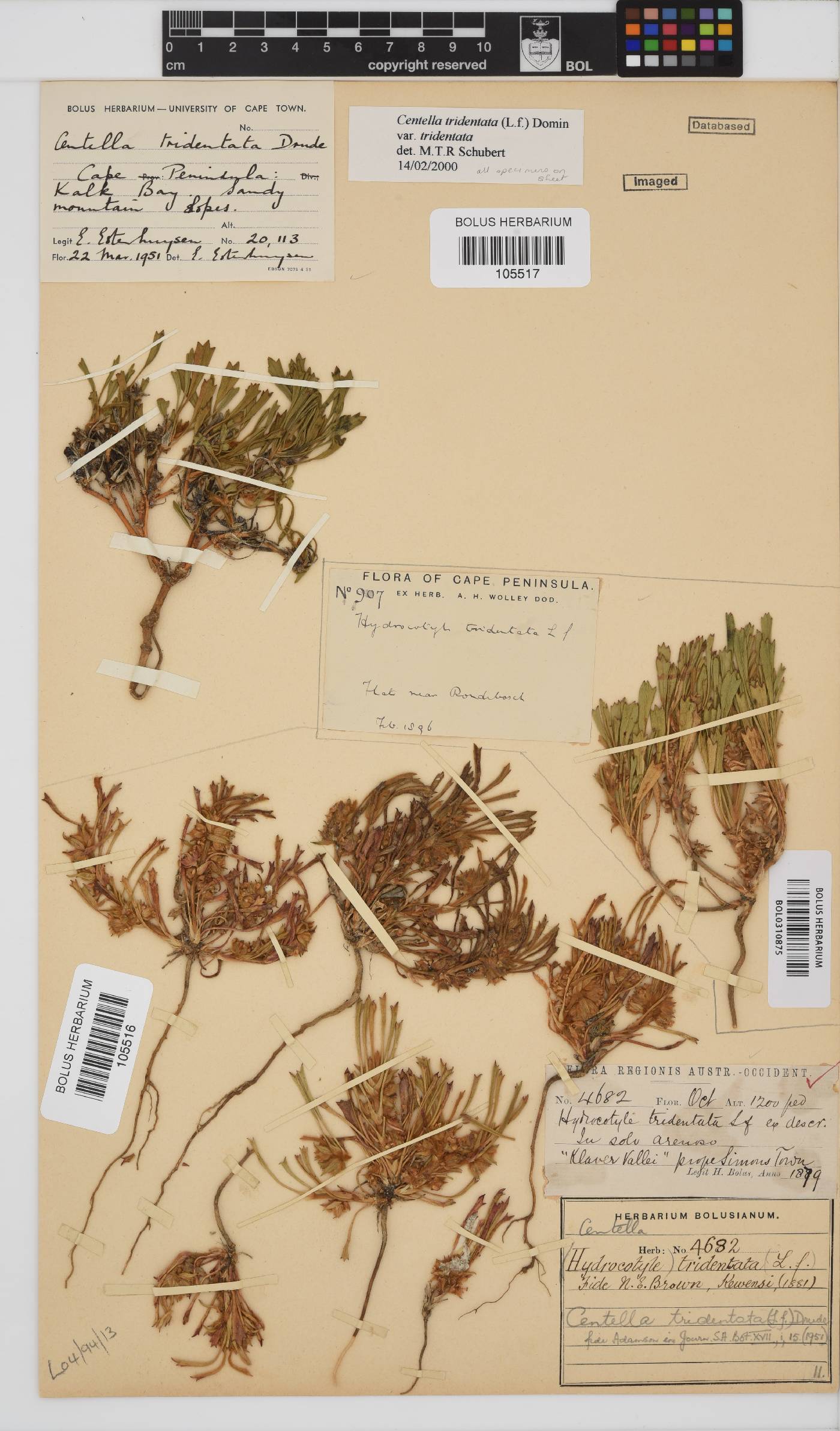 Centella tridentata image