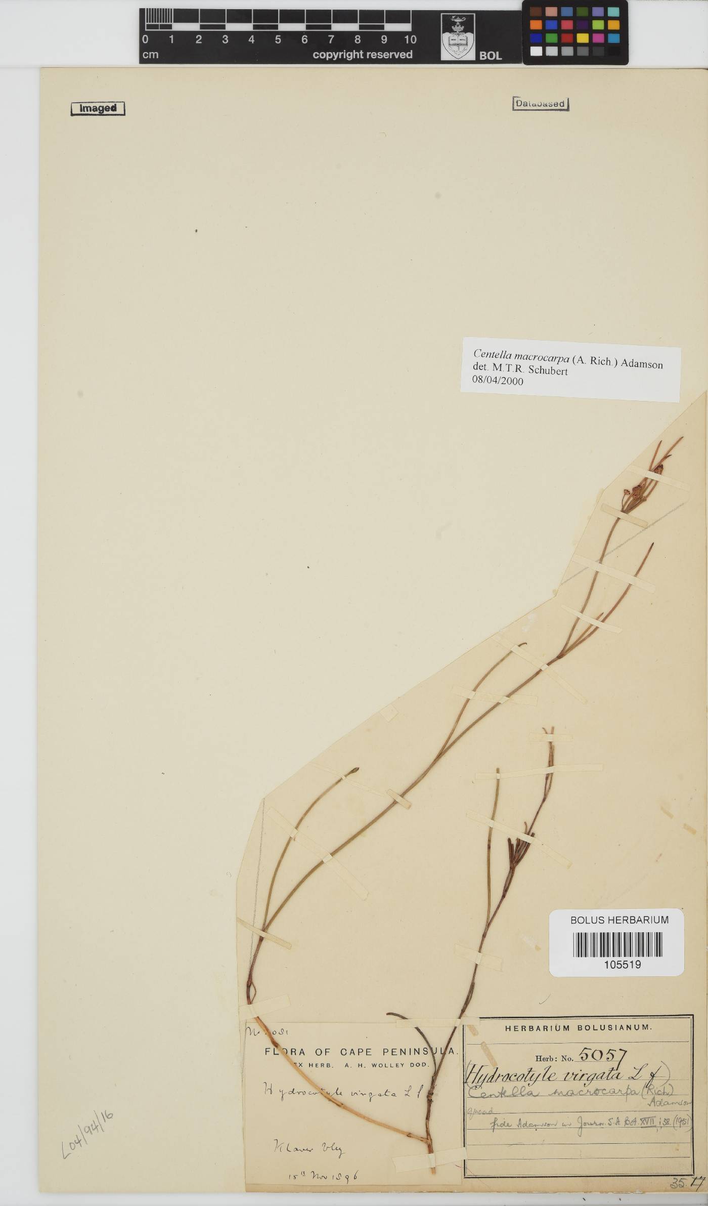 Centella macrocarpa image