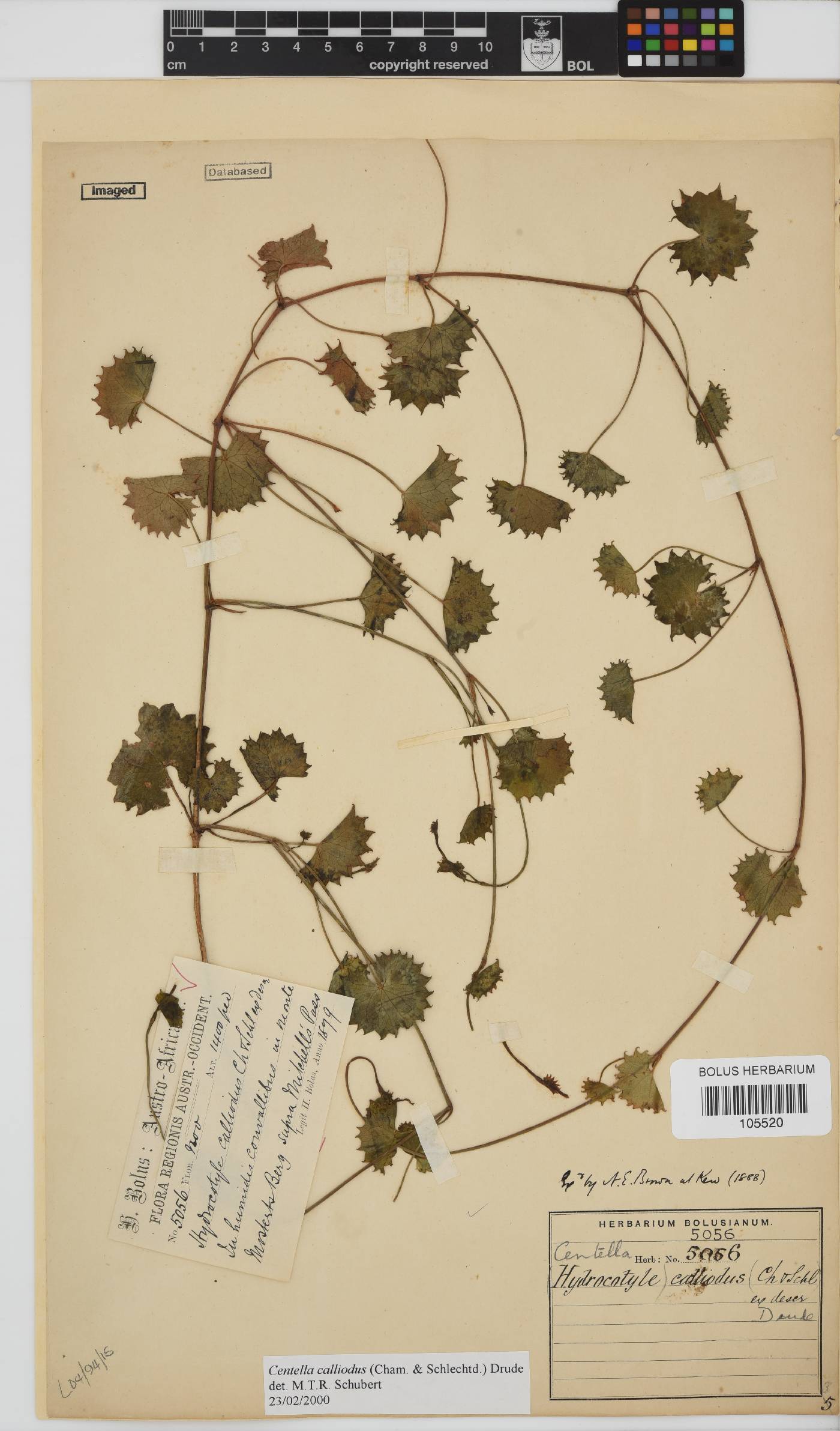 Centella callioda image