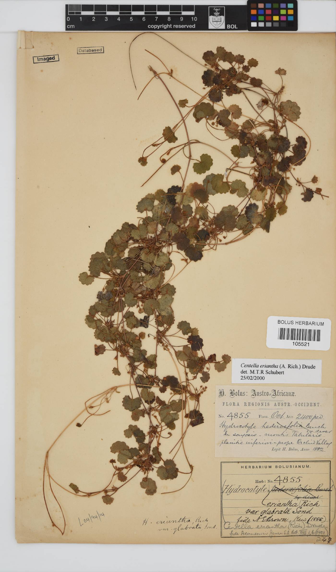 Centella eriantha image