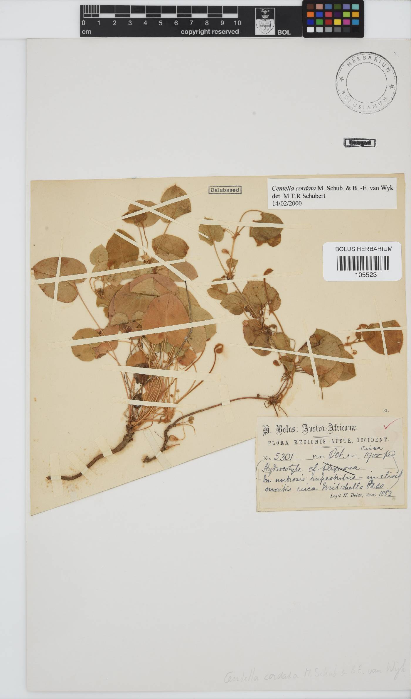 Centella cordata image