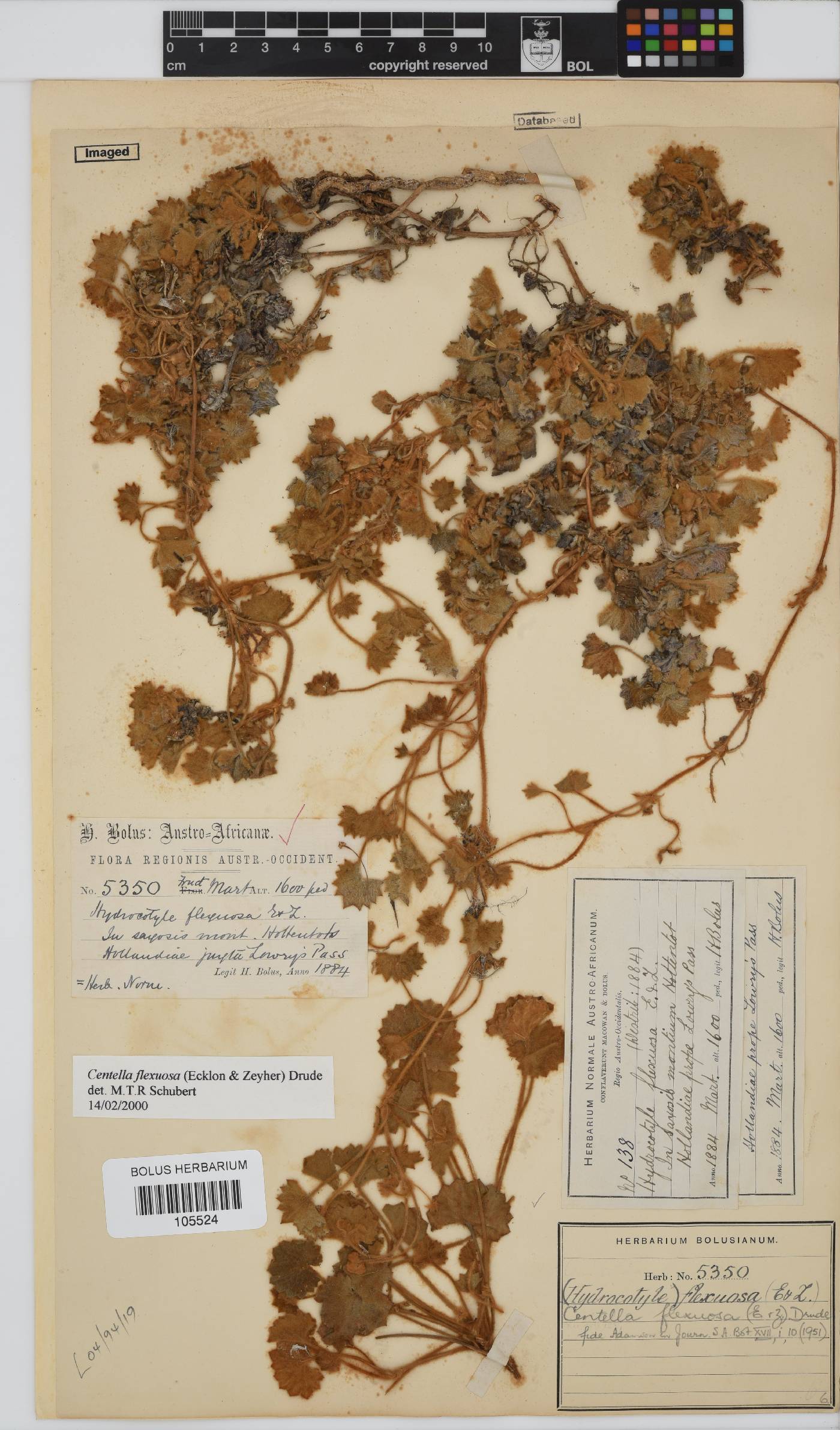 Centella flexuosa image