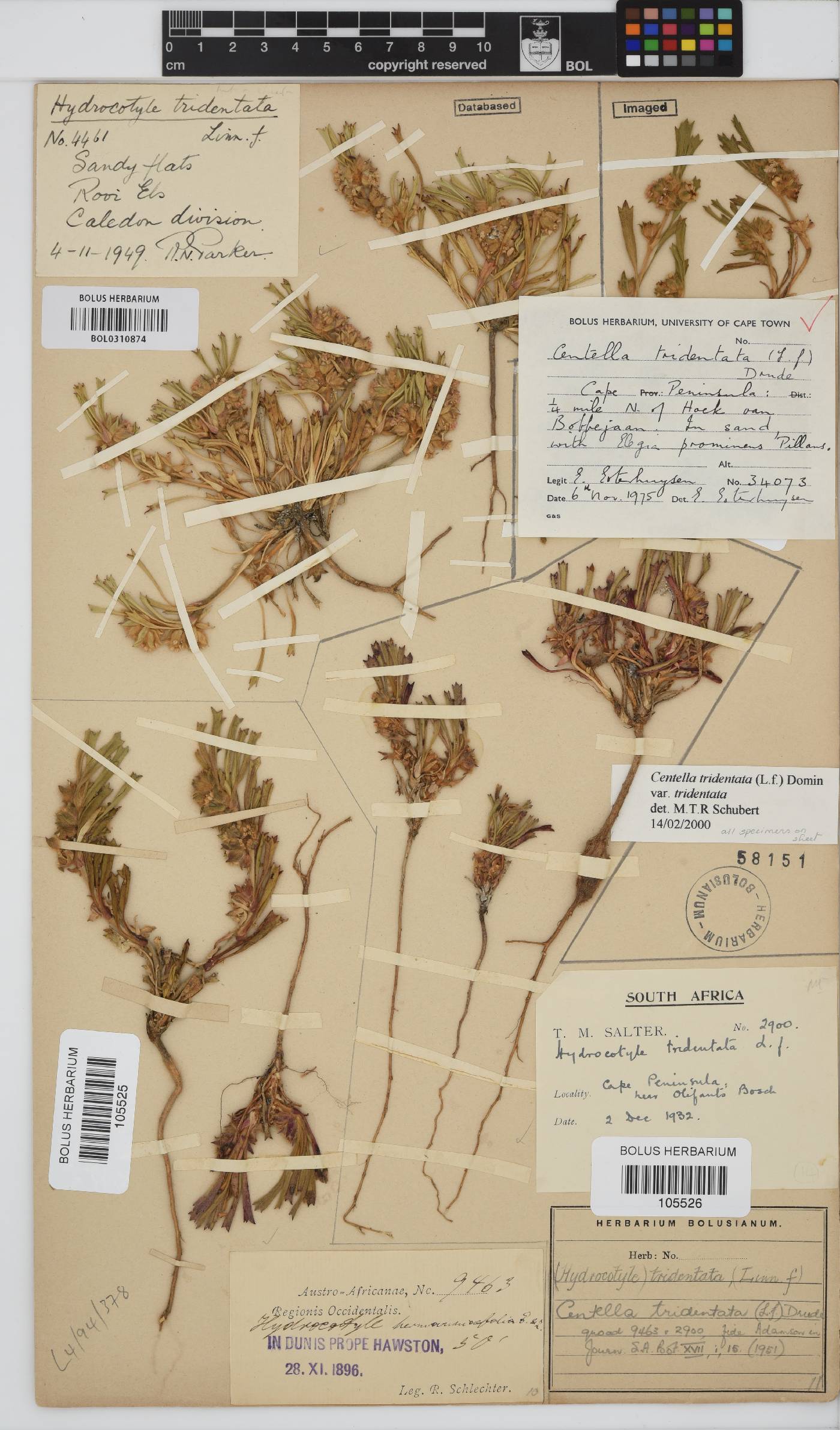 Centella tridentata image