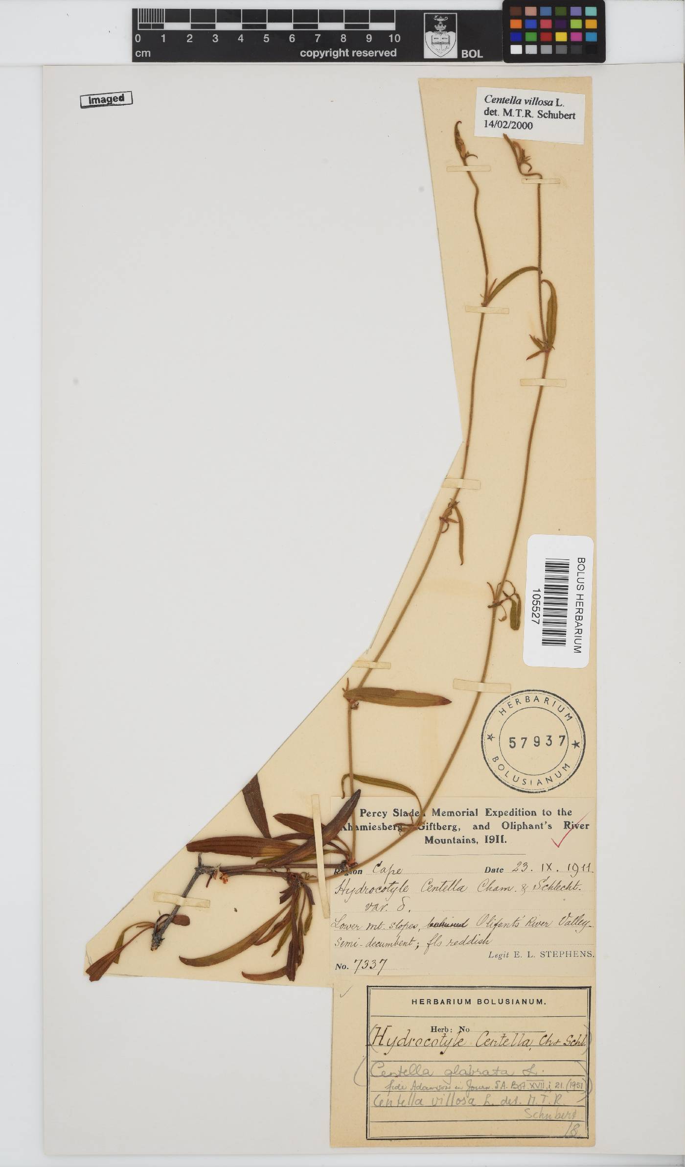 Centella graminifolia image