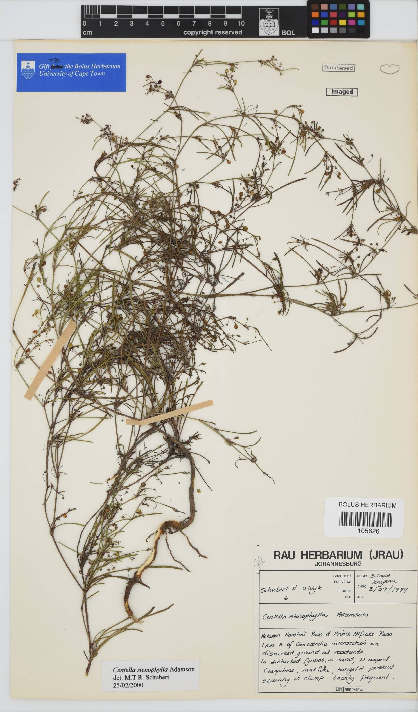 Centella stenophylla image