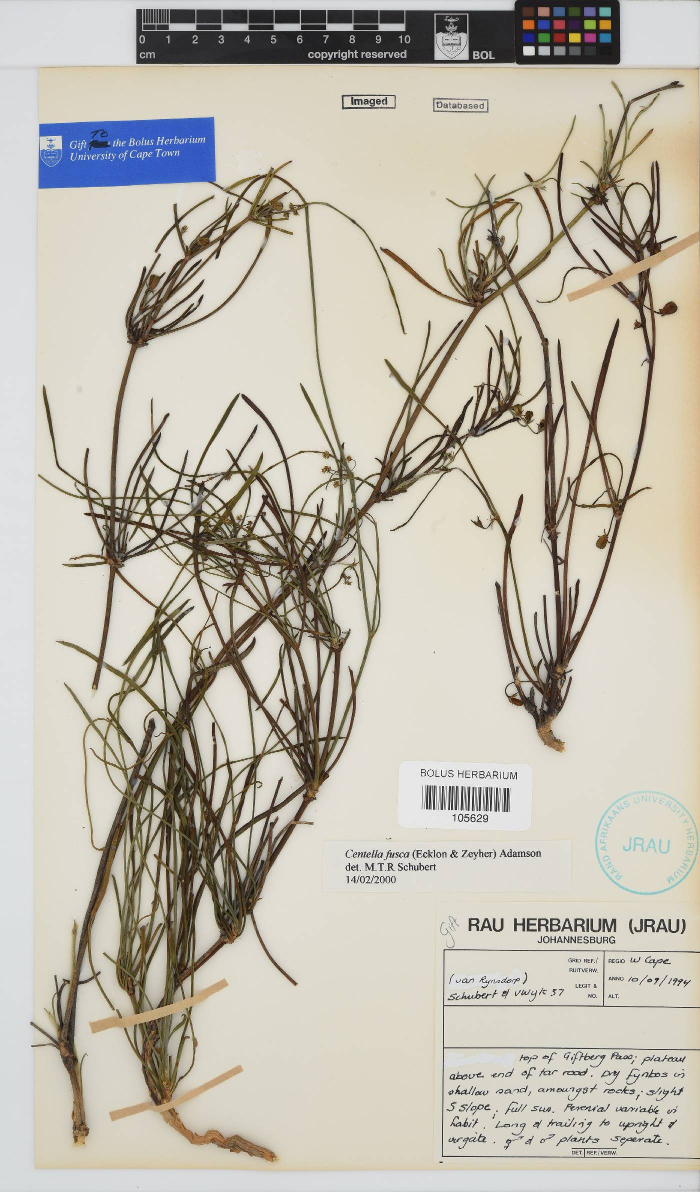 Centella fusca image