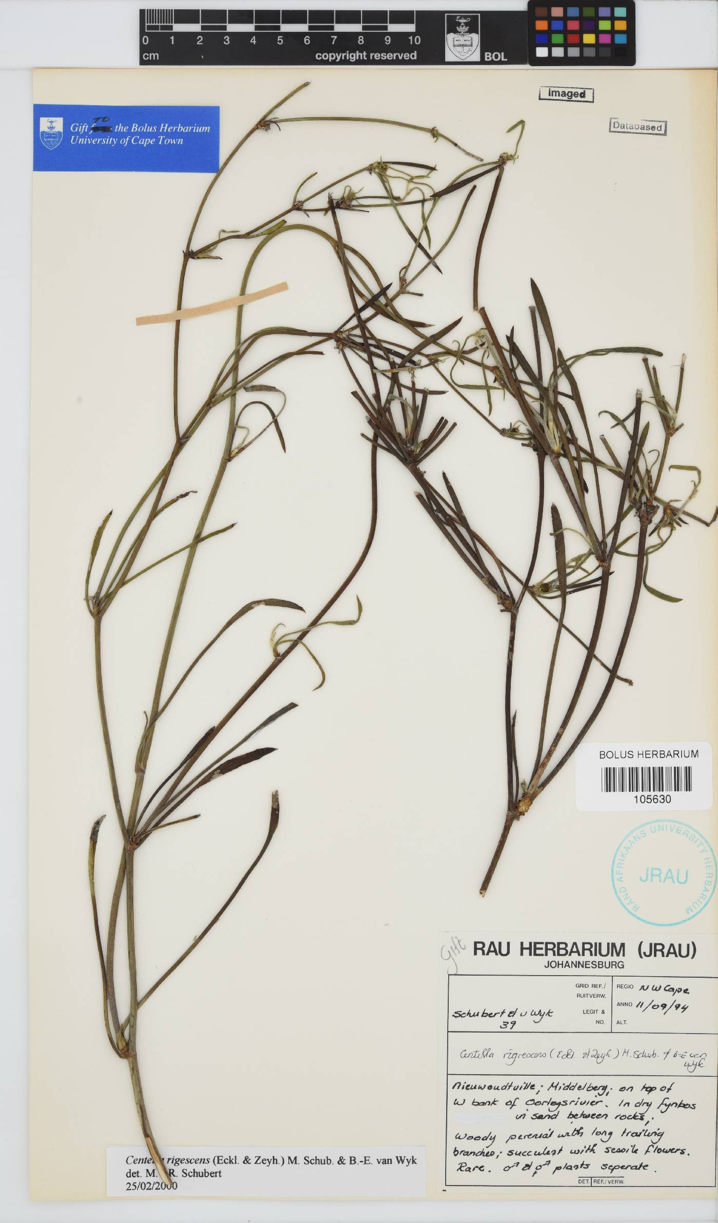 Centella rigescens image