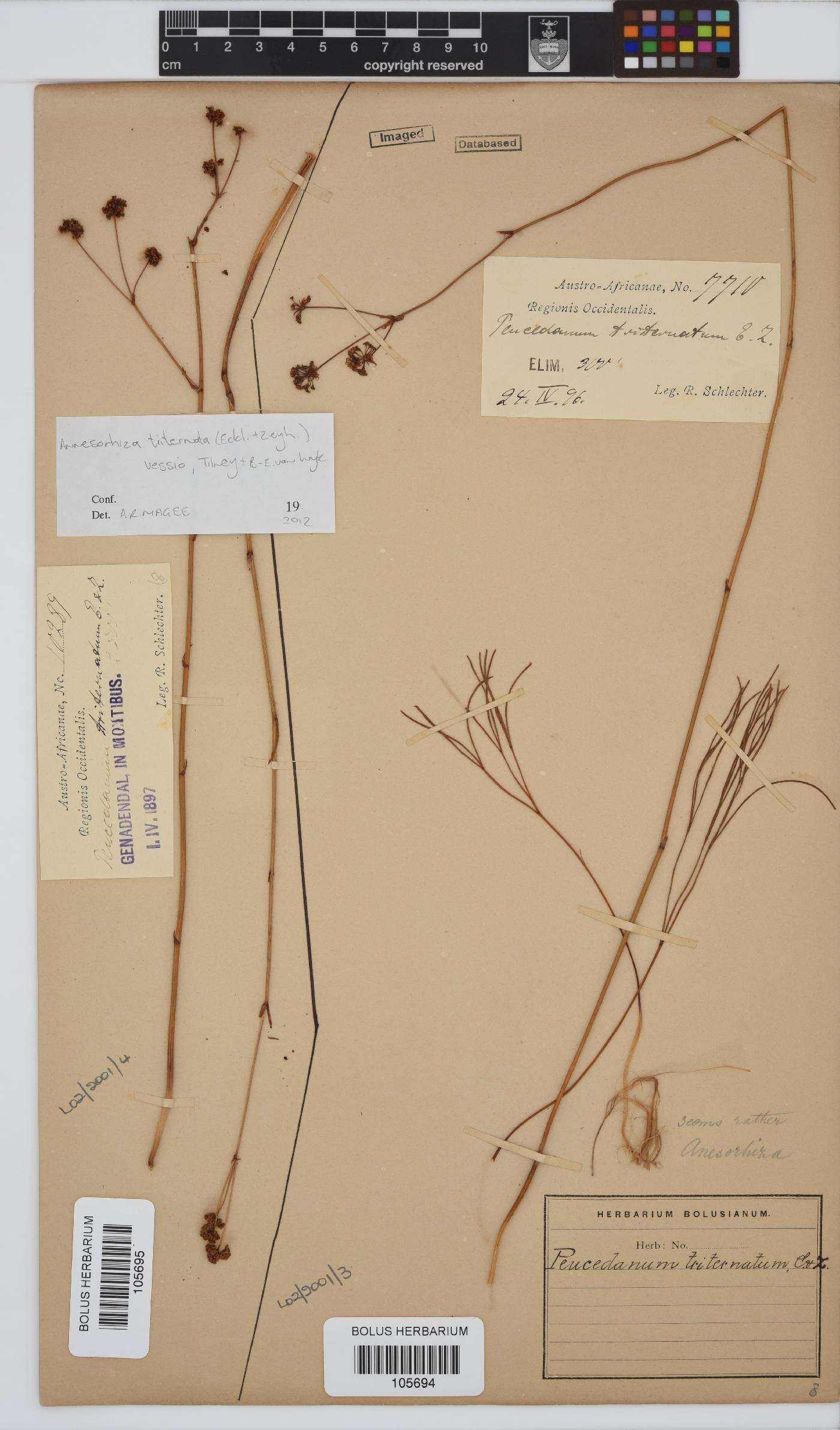Annesorhiza triternata image