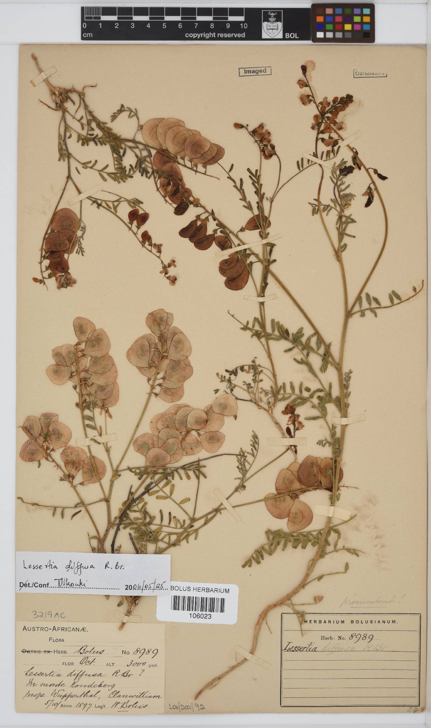 Lessertia diffusa image