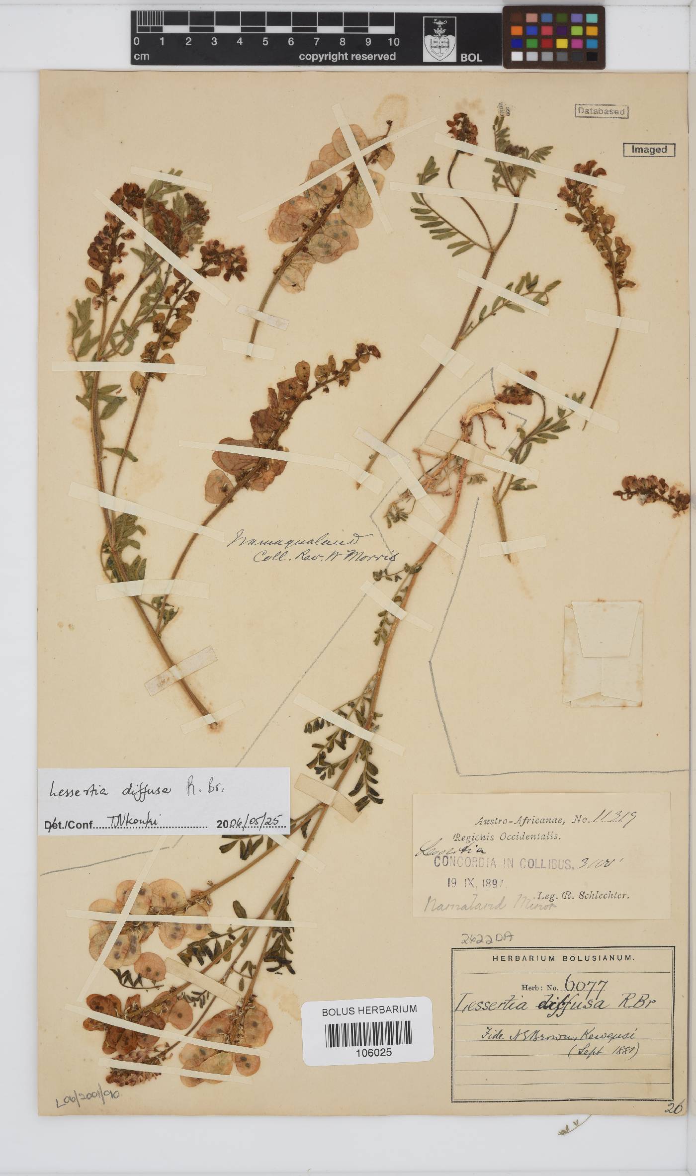 Lessertia diffusa image