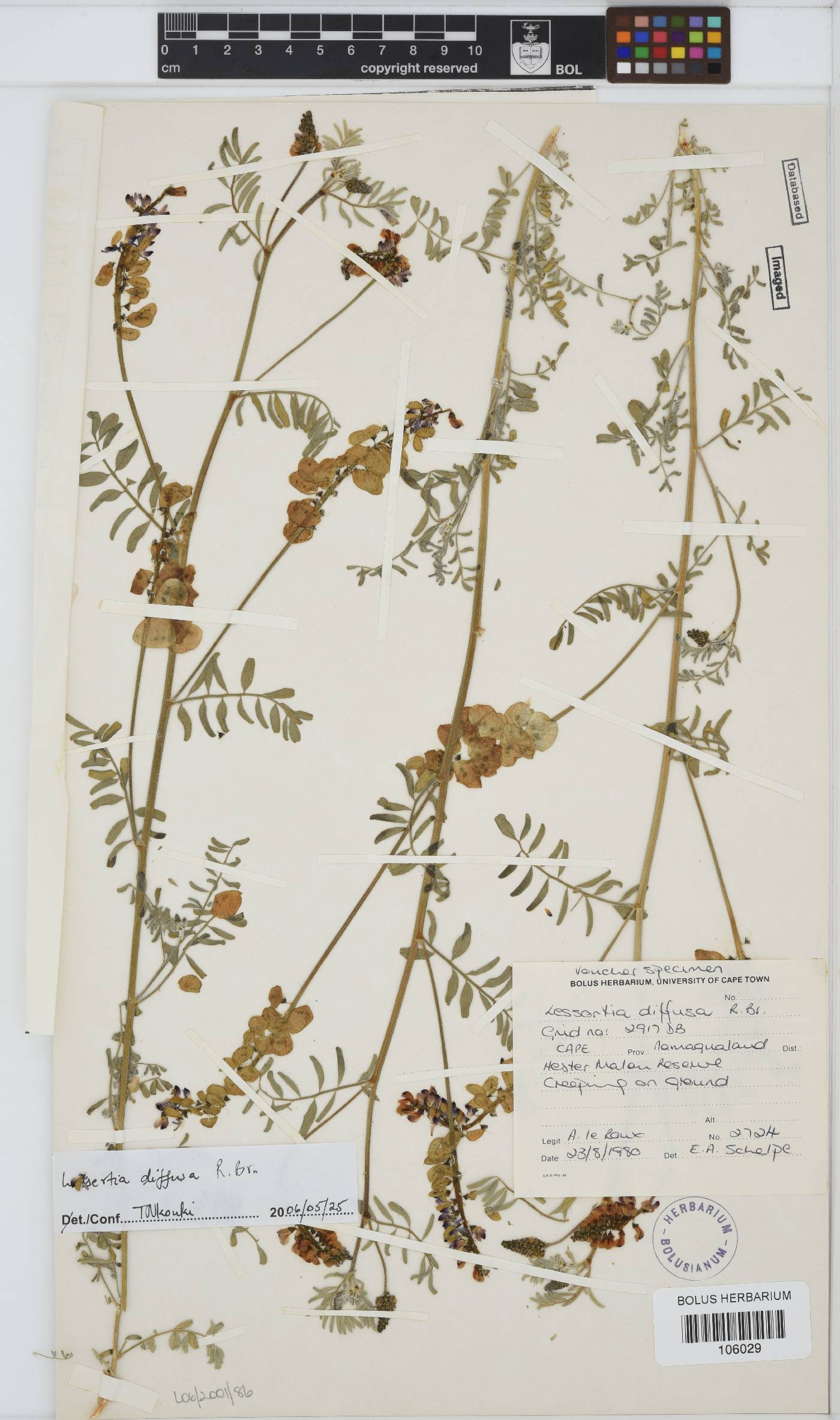 Lessertia diffusa image