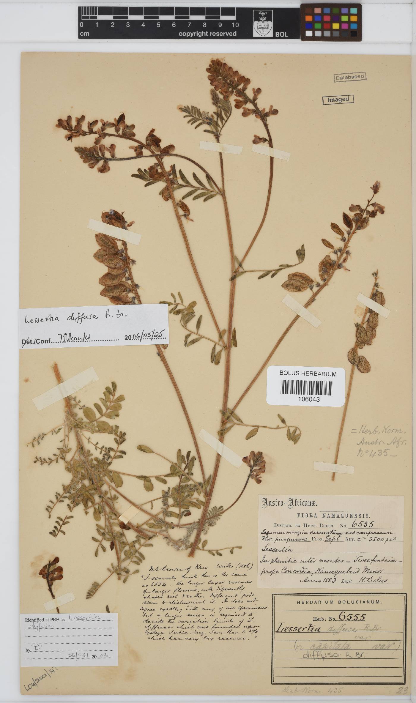 Lessertia diffusa image