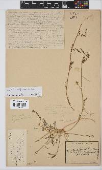 Lessertia pauciflora image