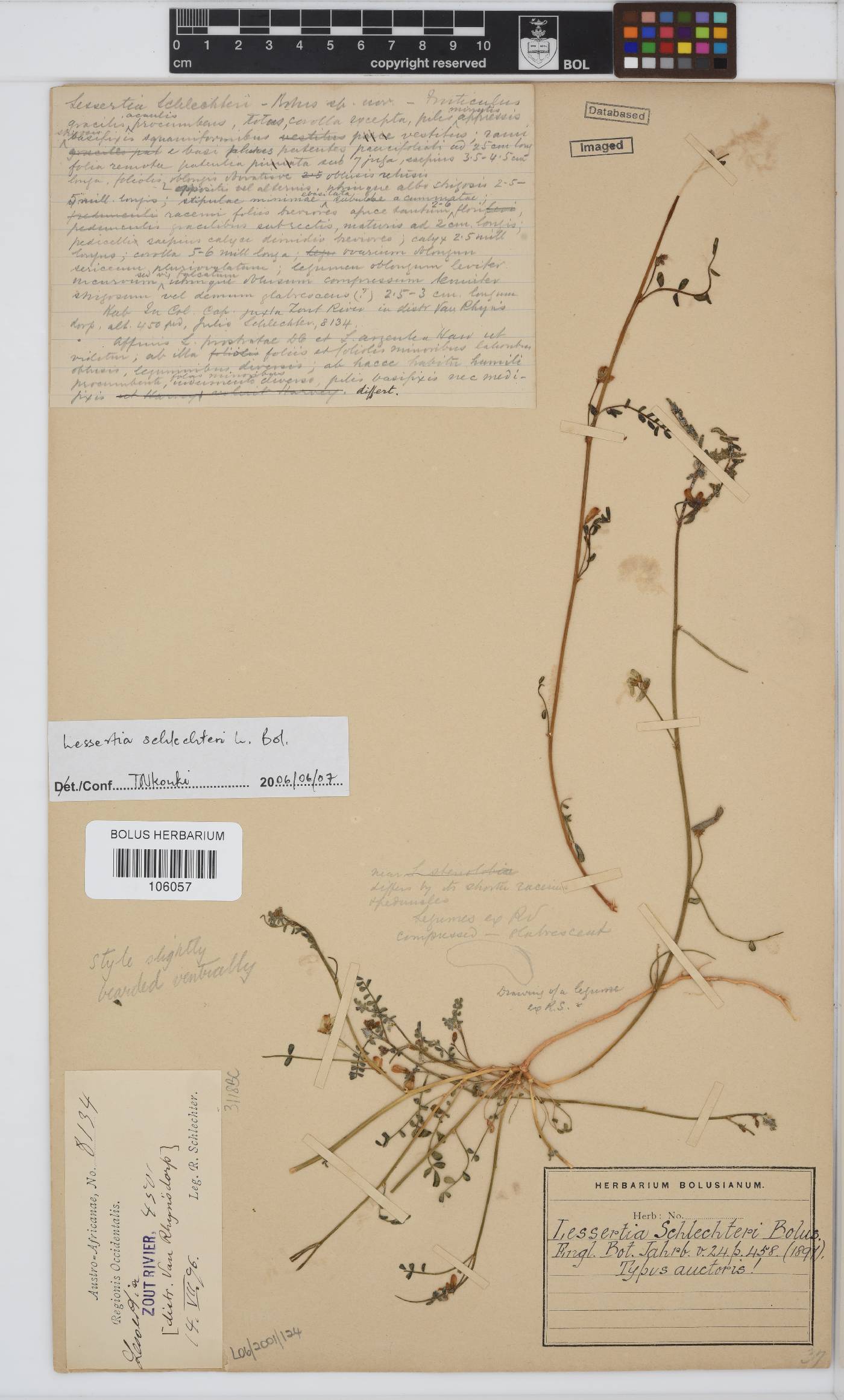 Lessertia pauciflora var. schlechteri image