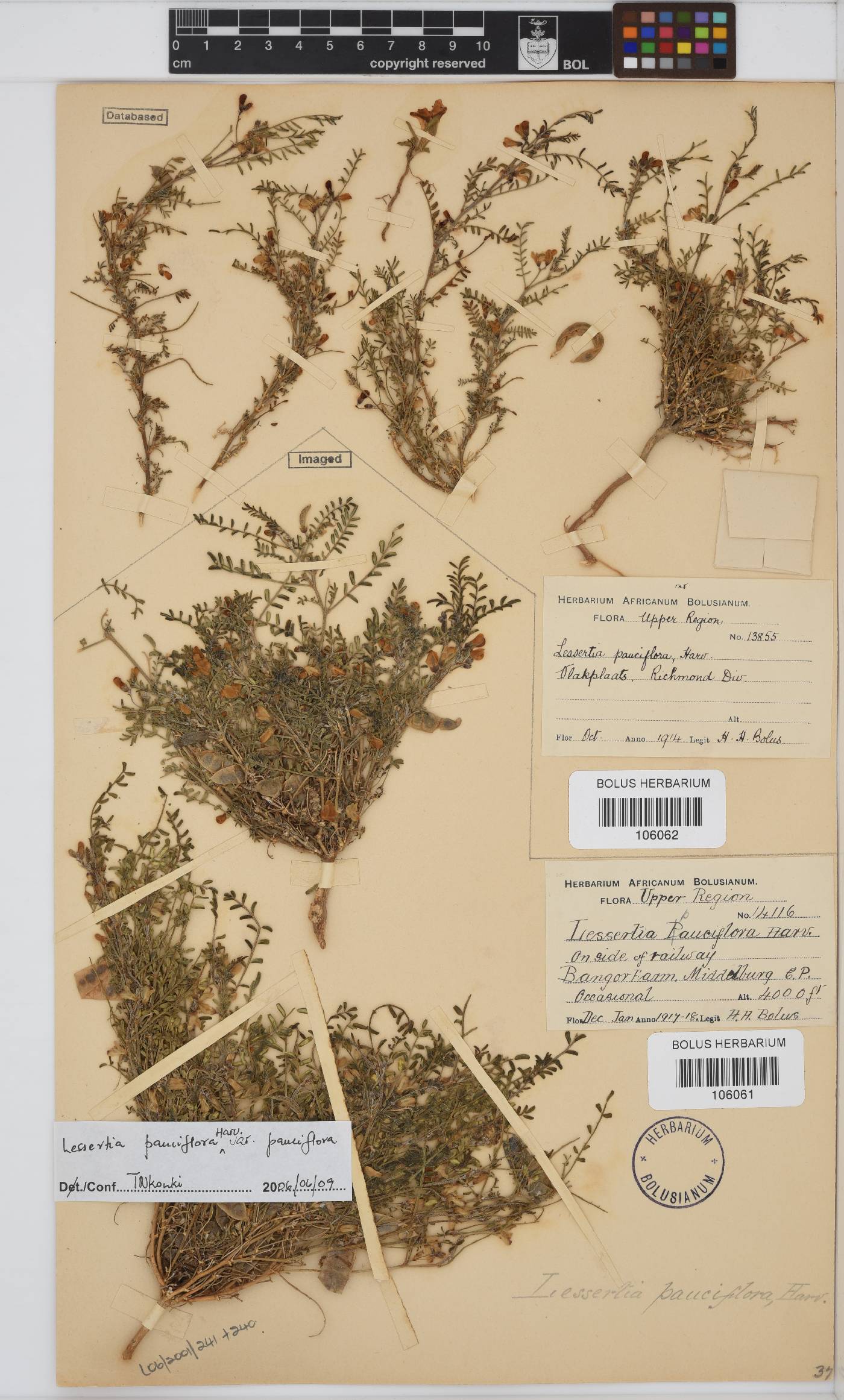 Lessertia pauciflora image