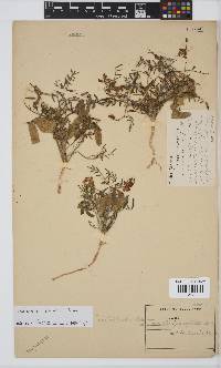 Lessertia pauciflora var. schlechteri image