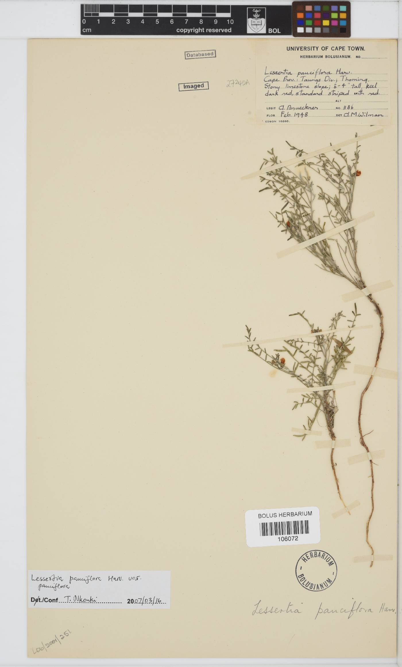 Lessertia pauciflora image