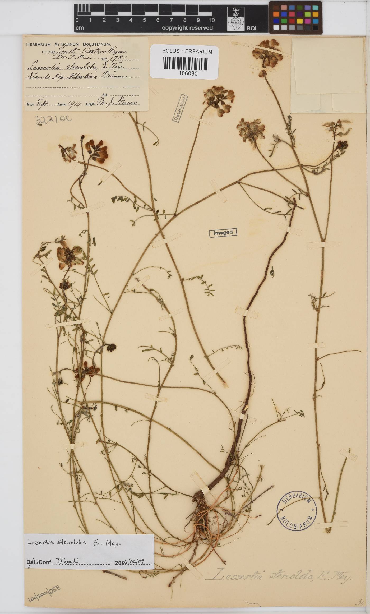 Lessertia stenoloba image