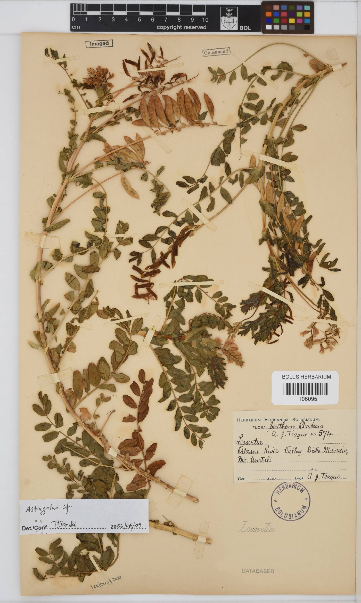 Astragalus image