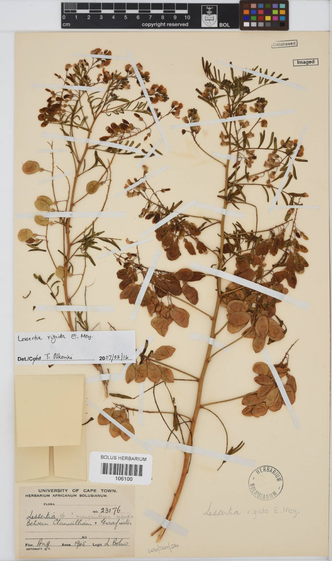 Lessertia rigida image