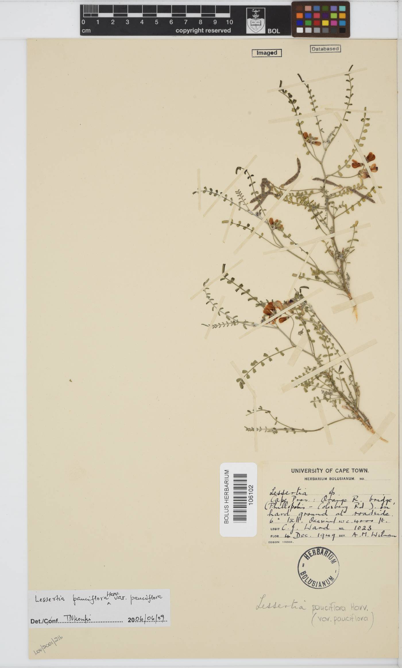 Lessertia pauciflora image