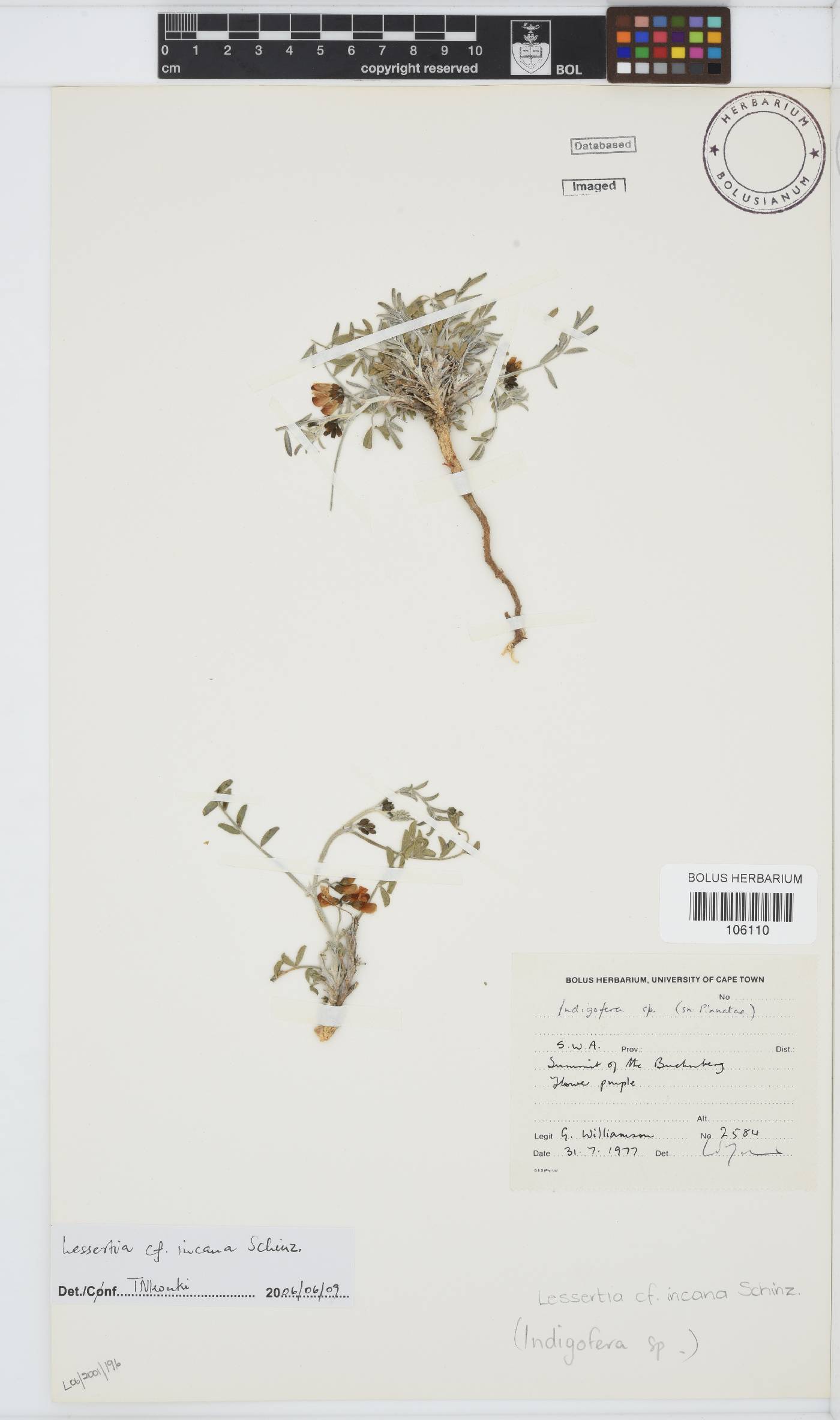 Lessertia image