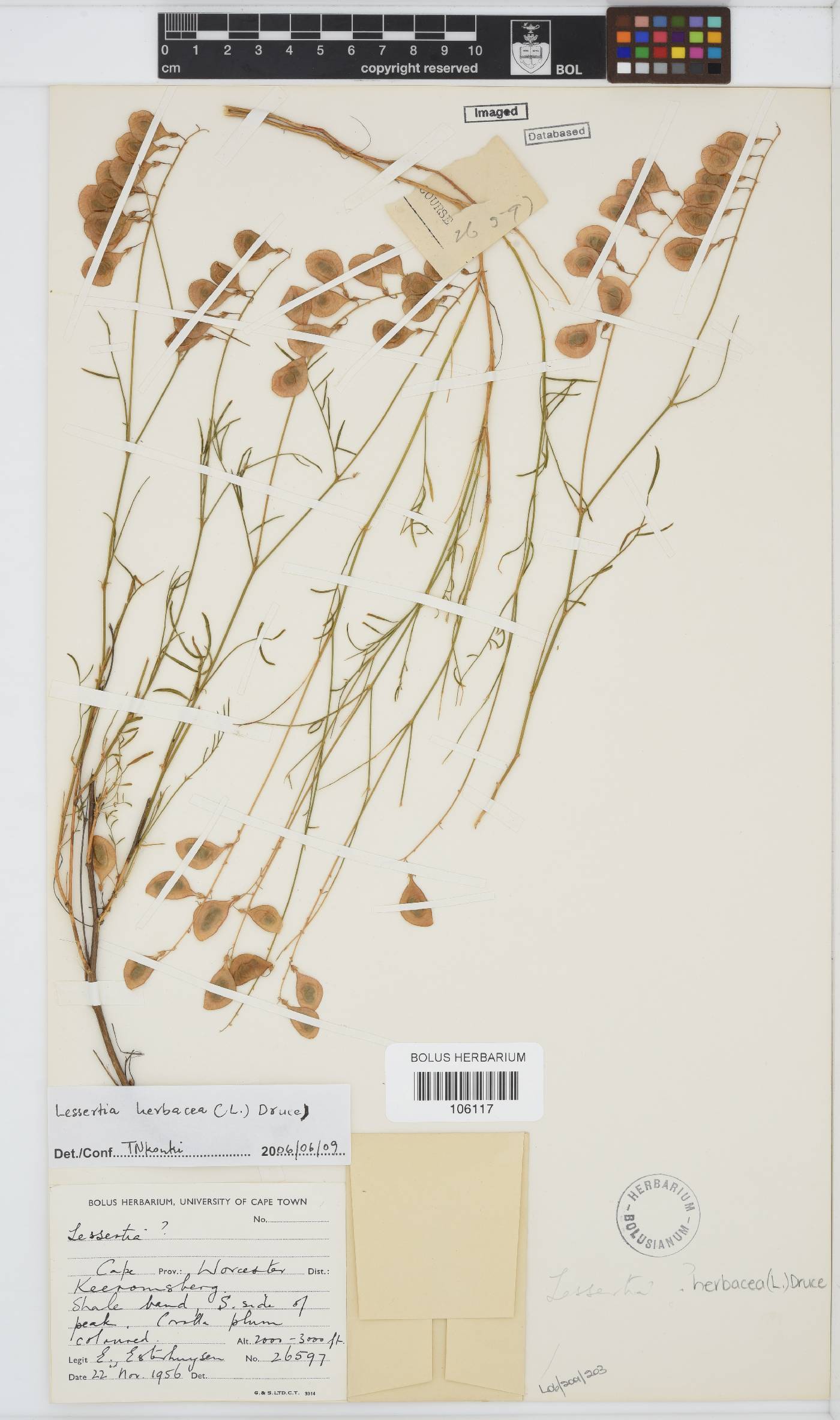Lessertia herbacea image