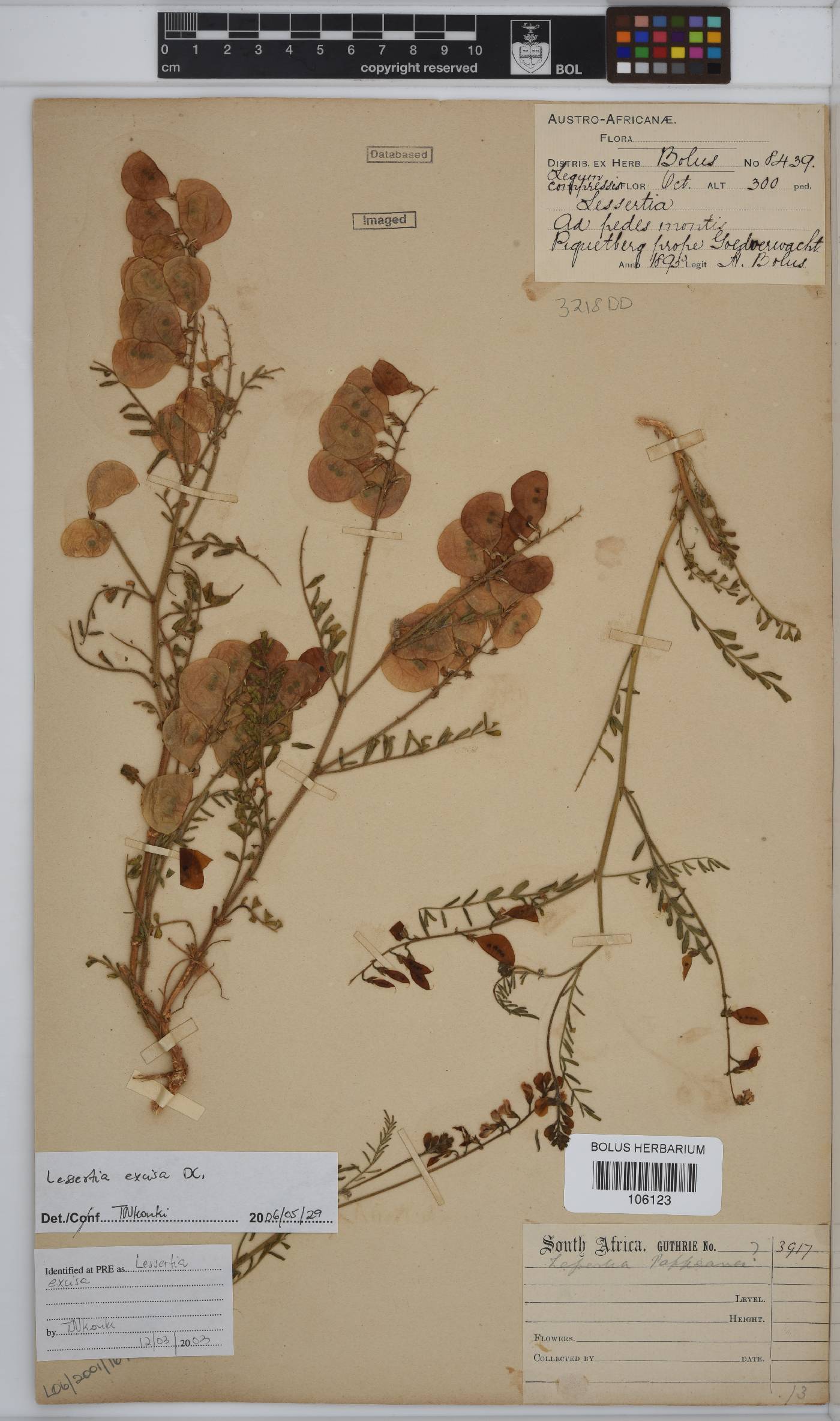 Lessertia excisa image