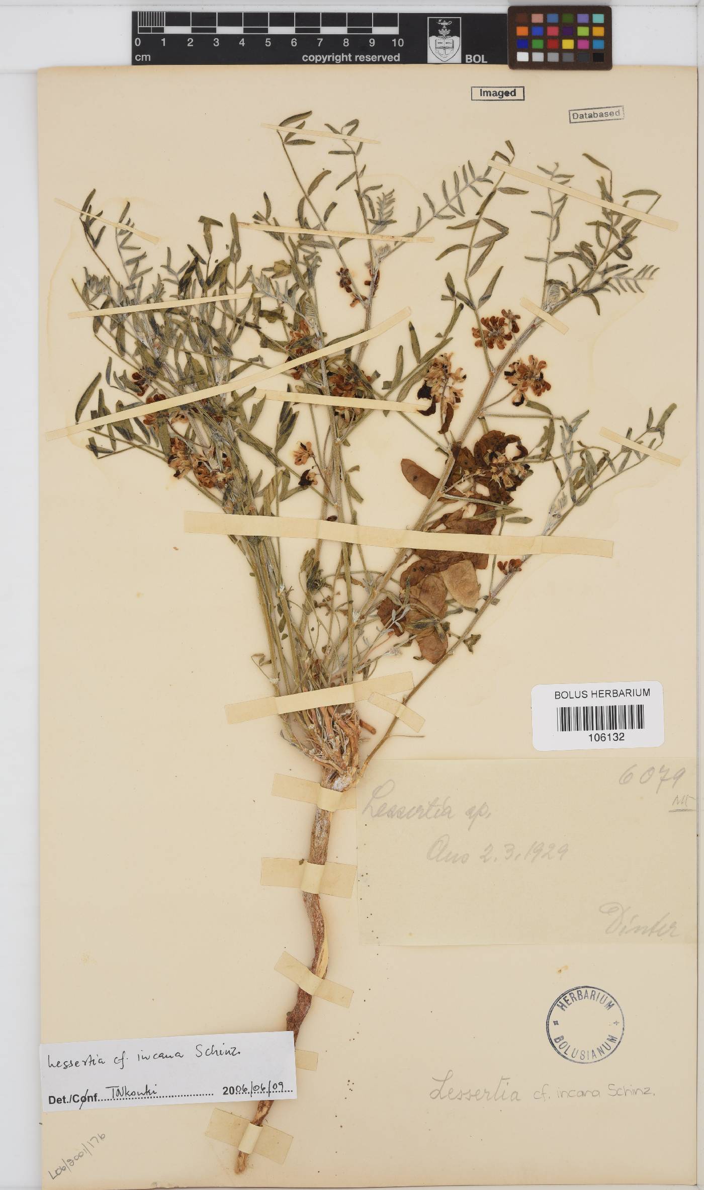 Lessertia incana image