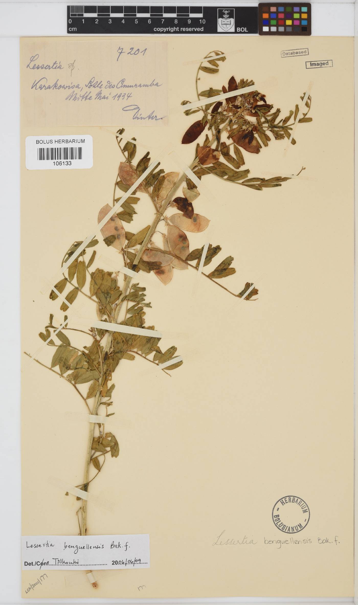 Lessertia benguellensis image