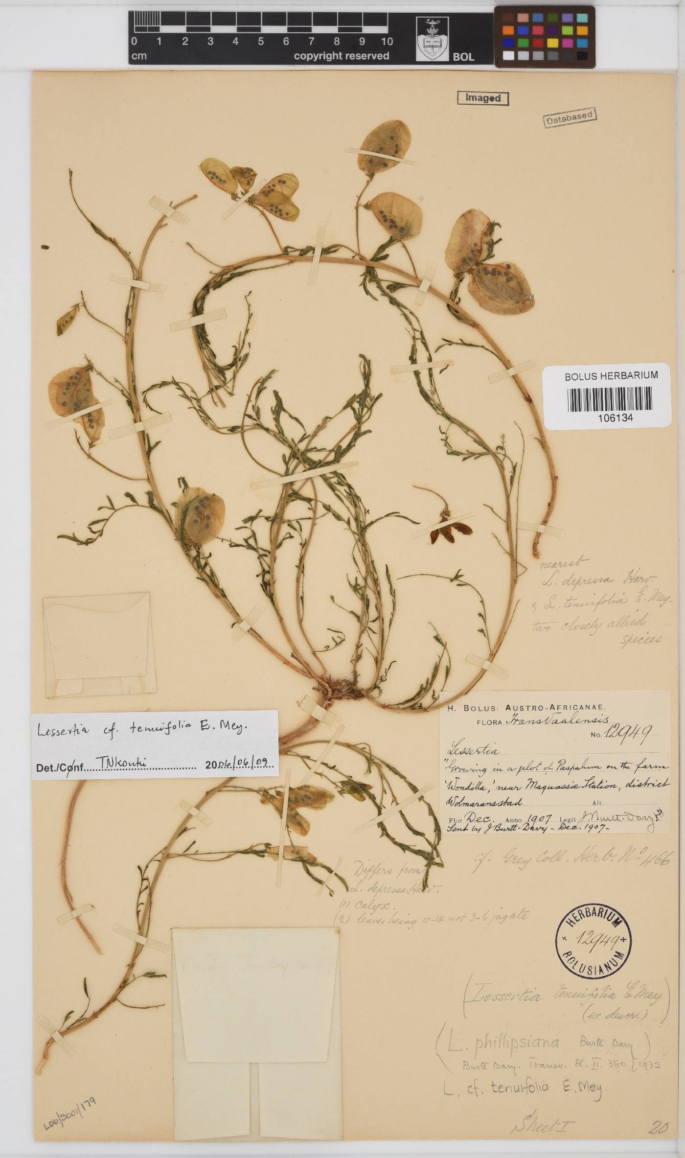 Lessertia tenuifolia image