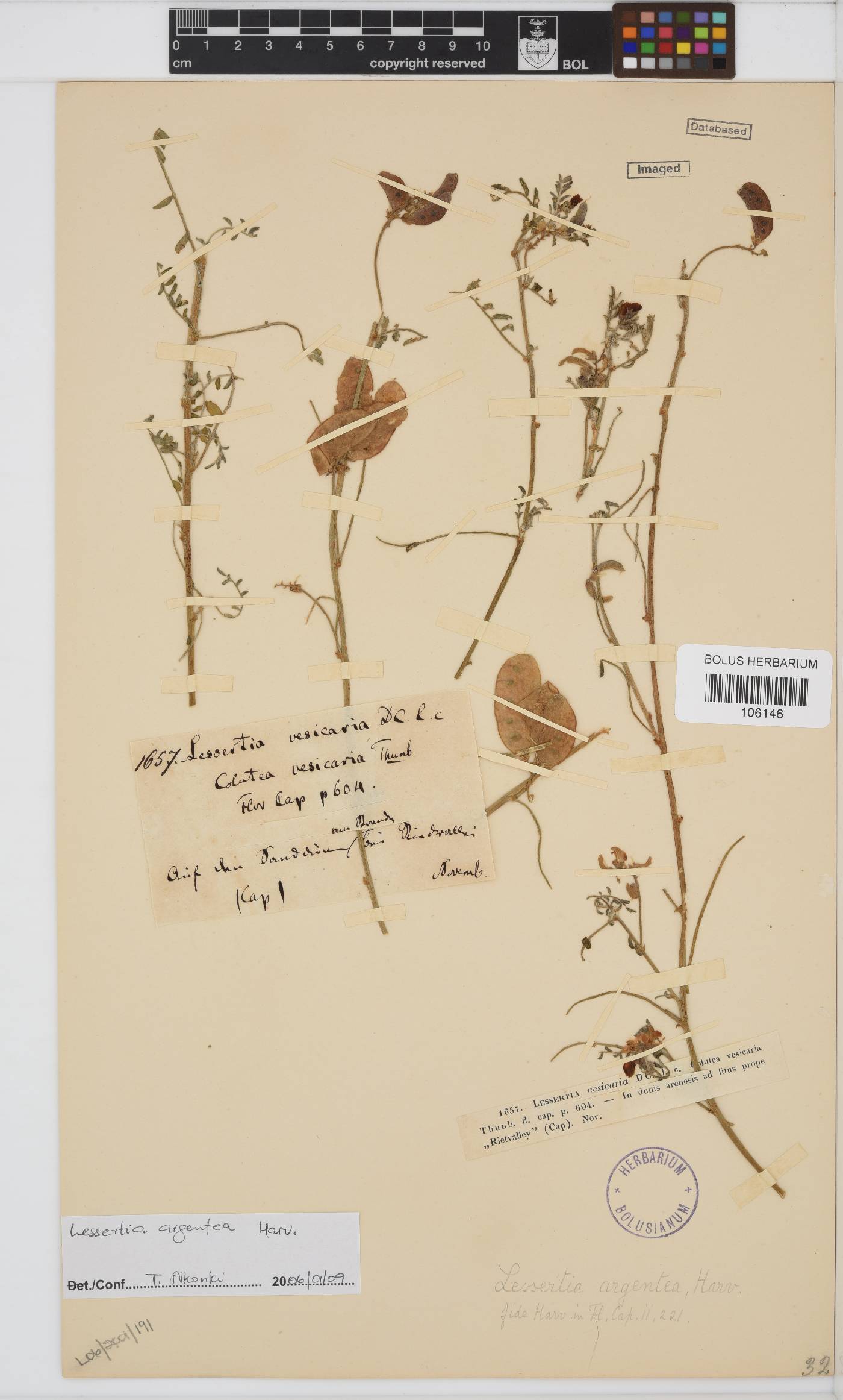 Lessertia argentea image