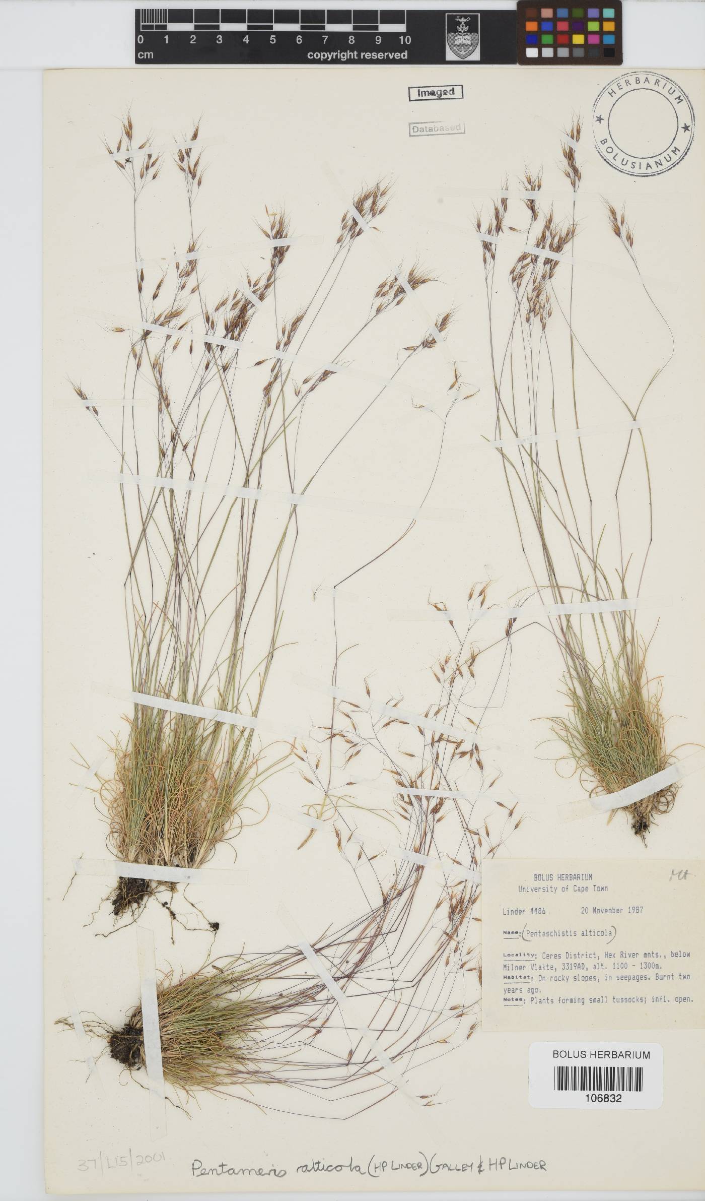 Pentameris alticola image