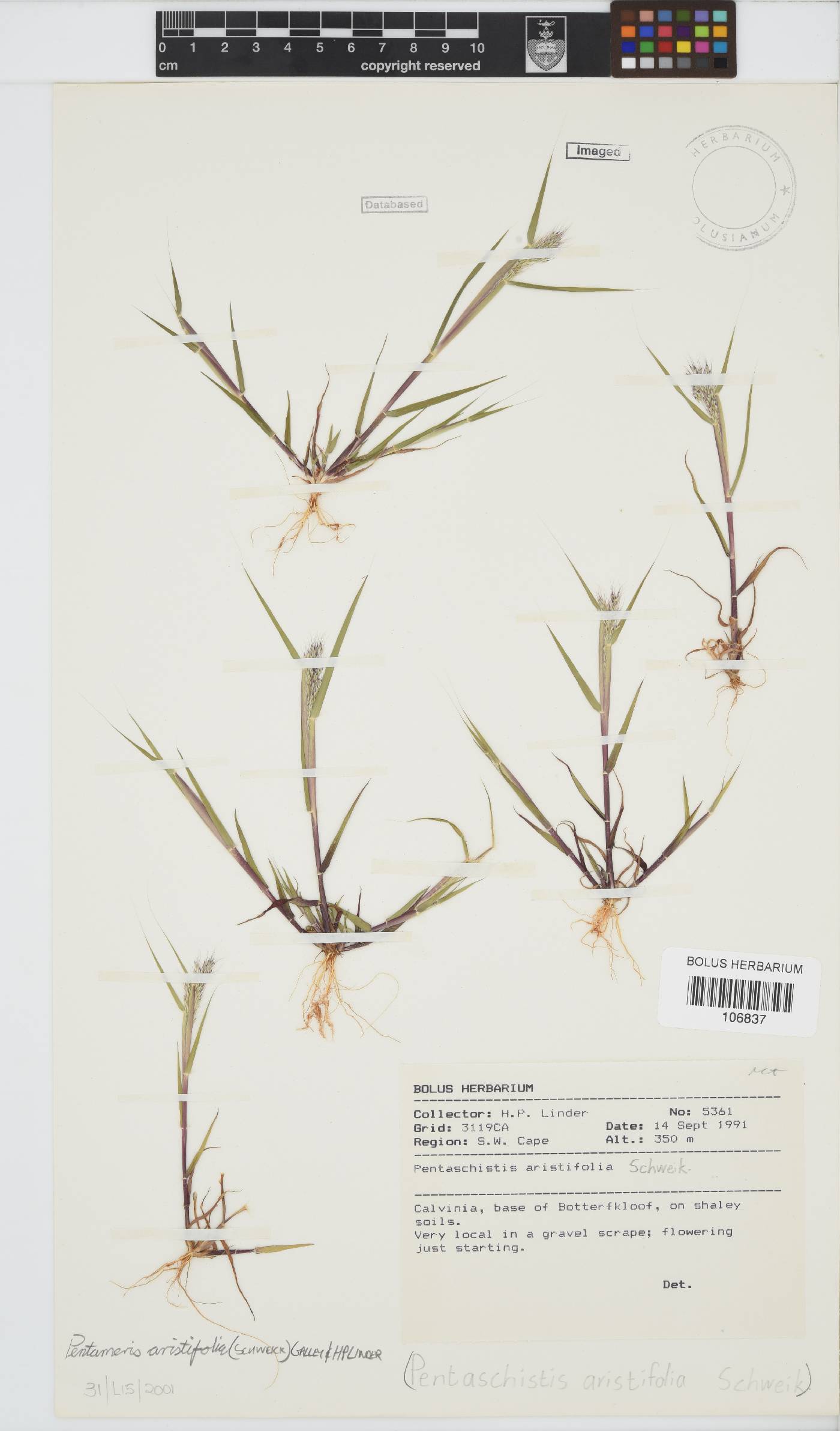 Pentameris aristifolia image
