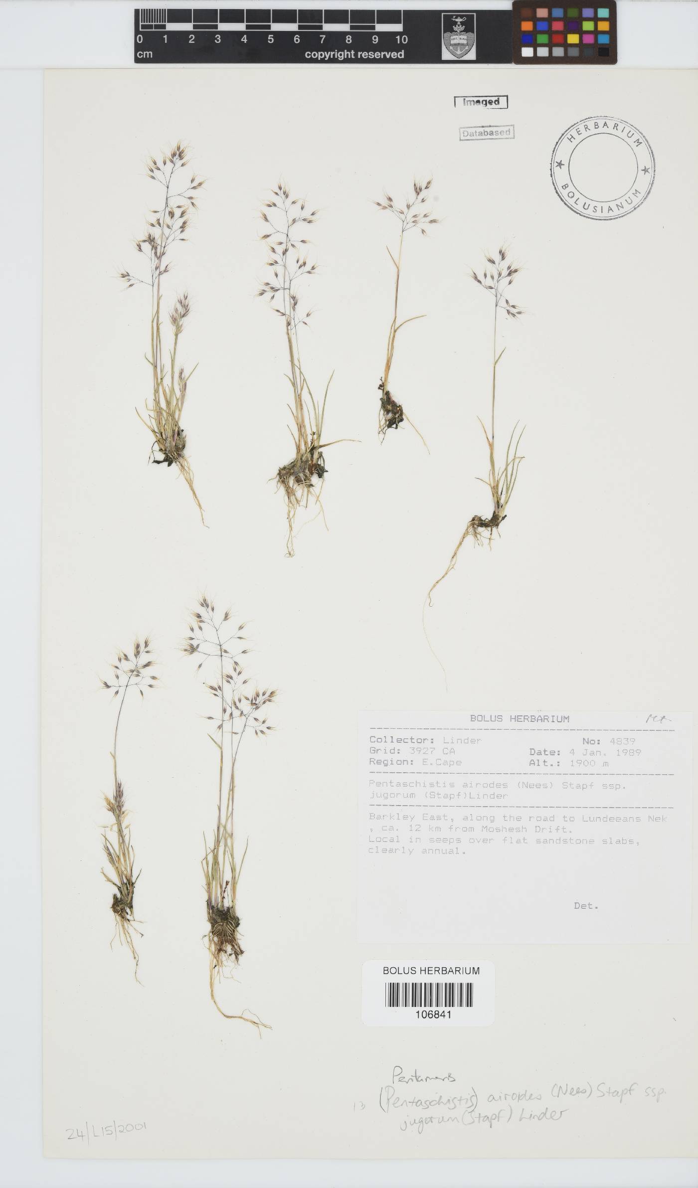 Pentameris airoides subsp. jugorum image