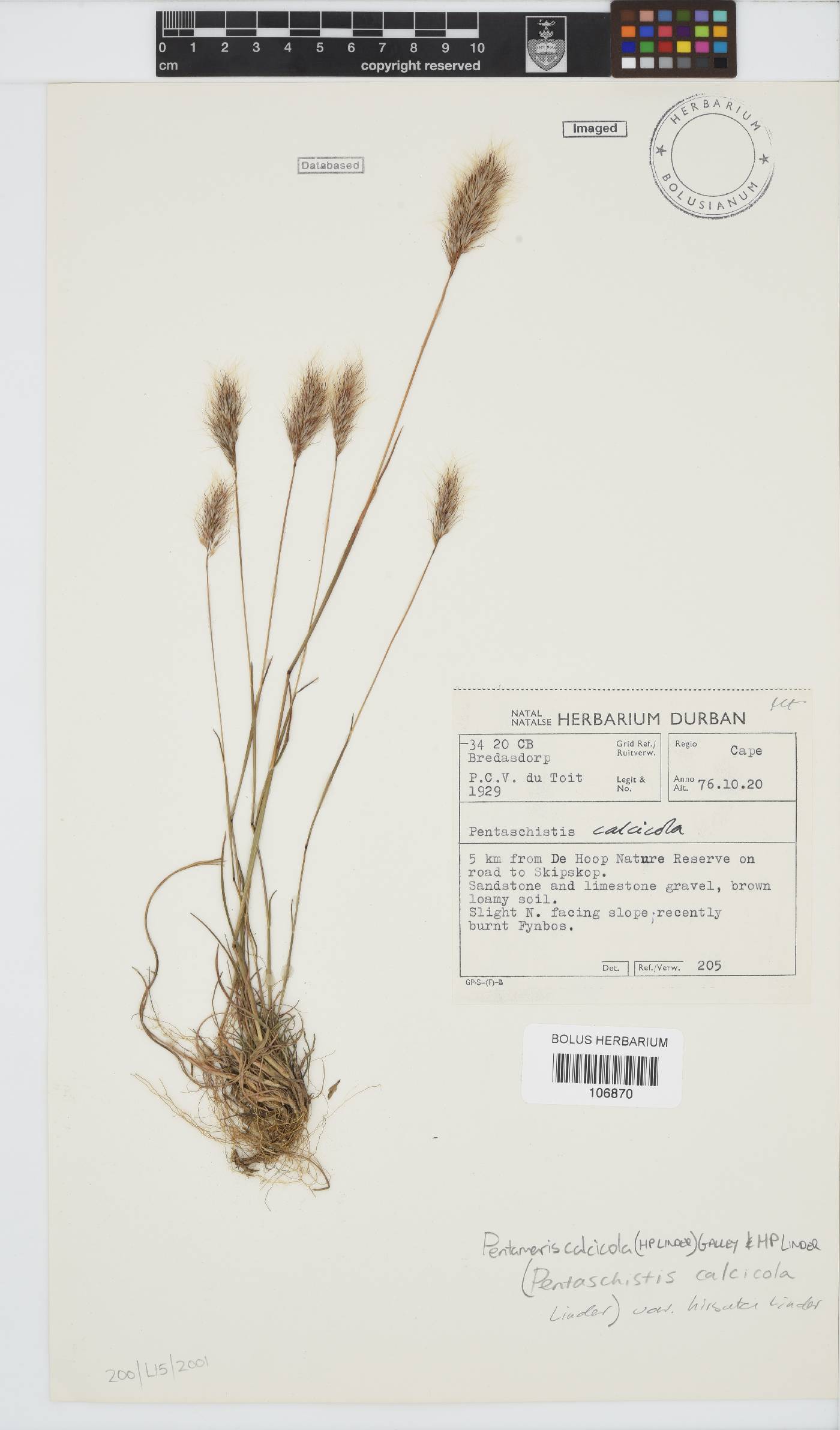 Pentameris calcicola image