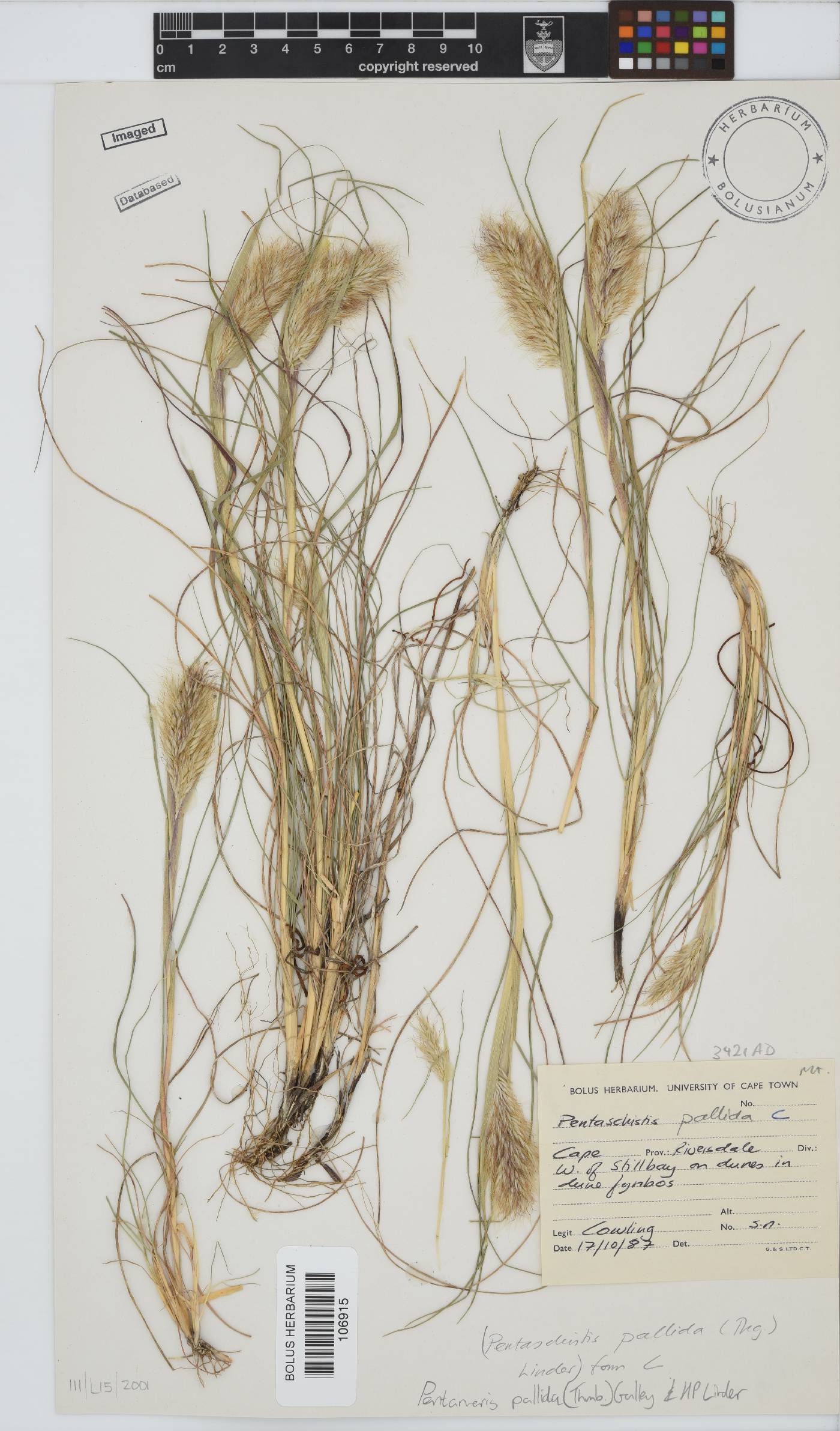 Pentameris pallida image