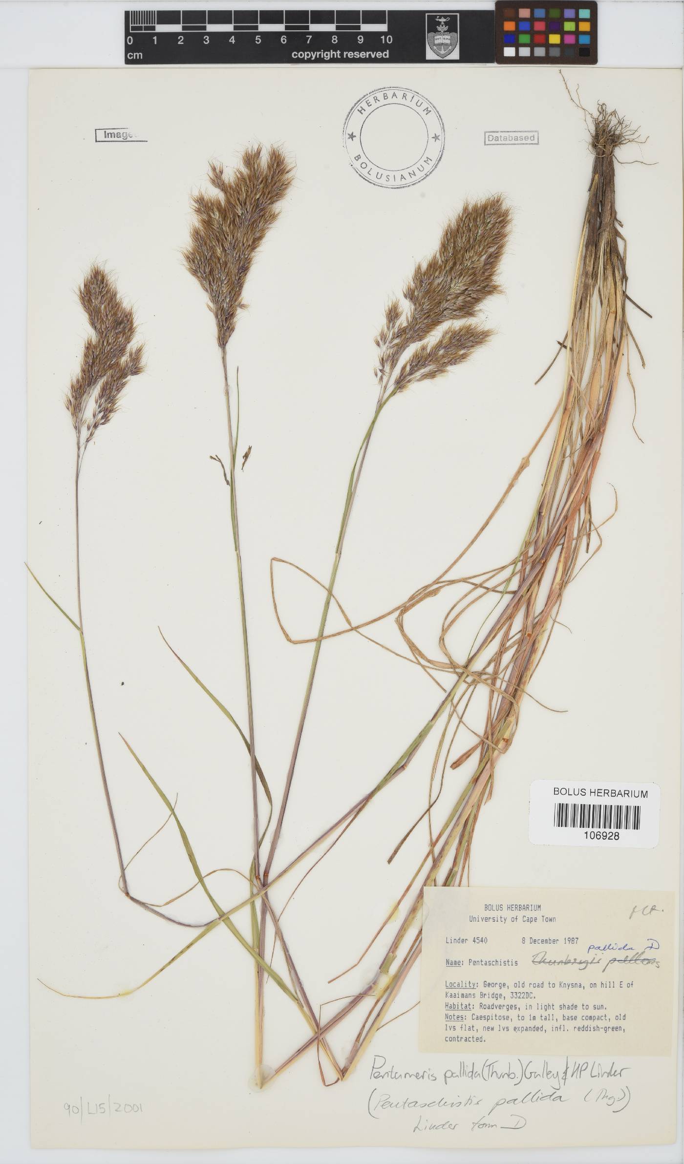 Pentameris pallida image