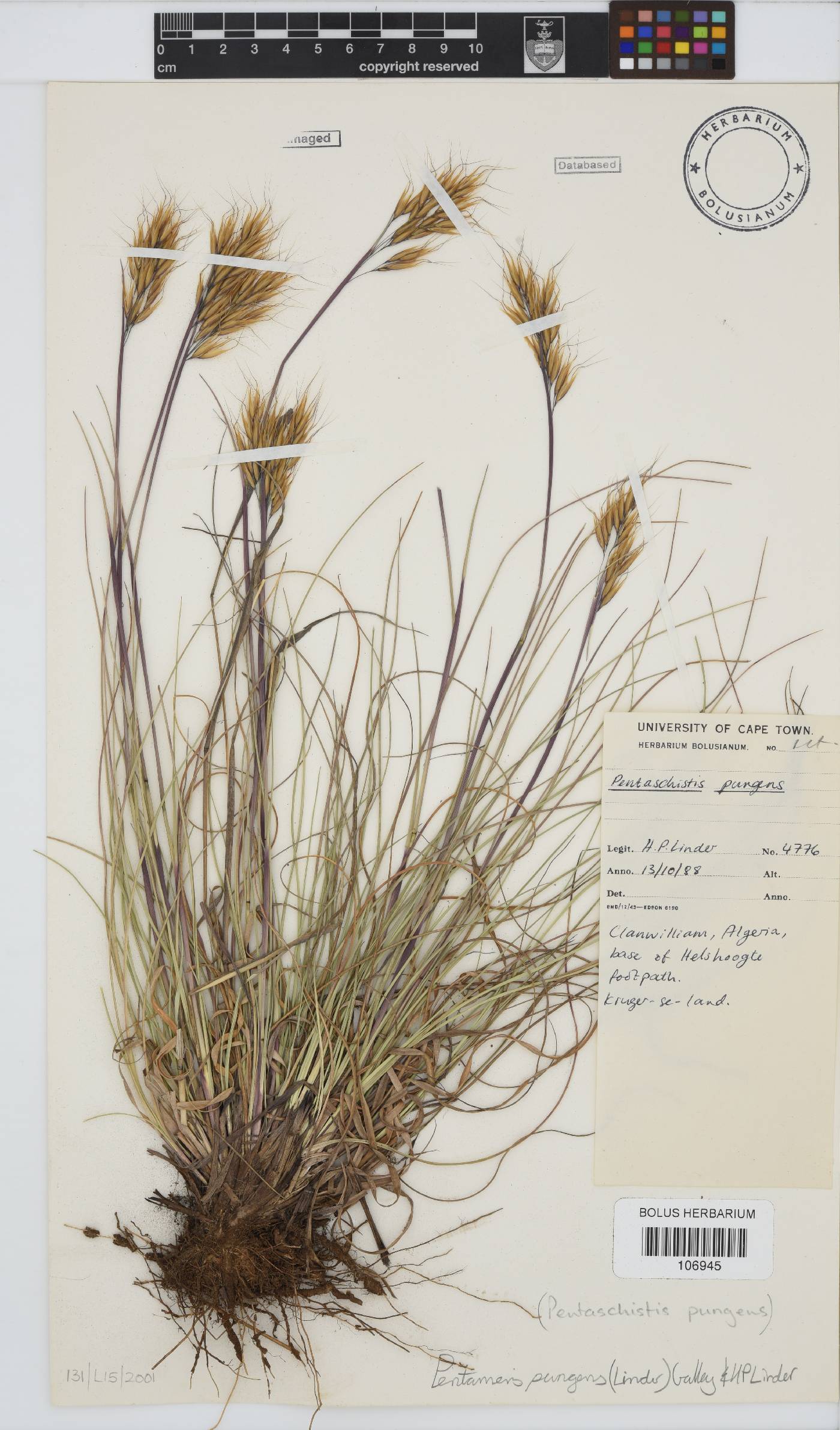 Pentameris pungens image