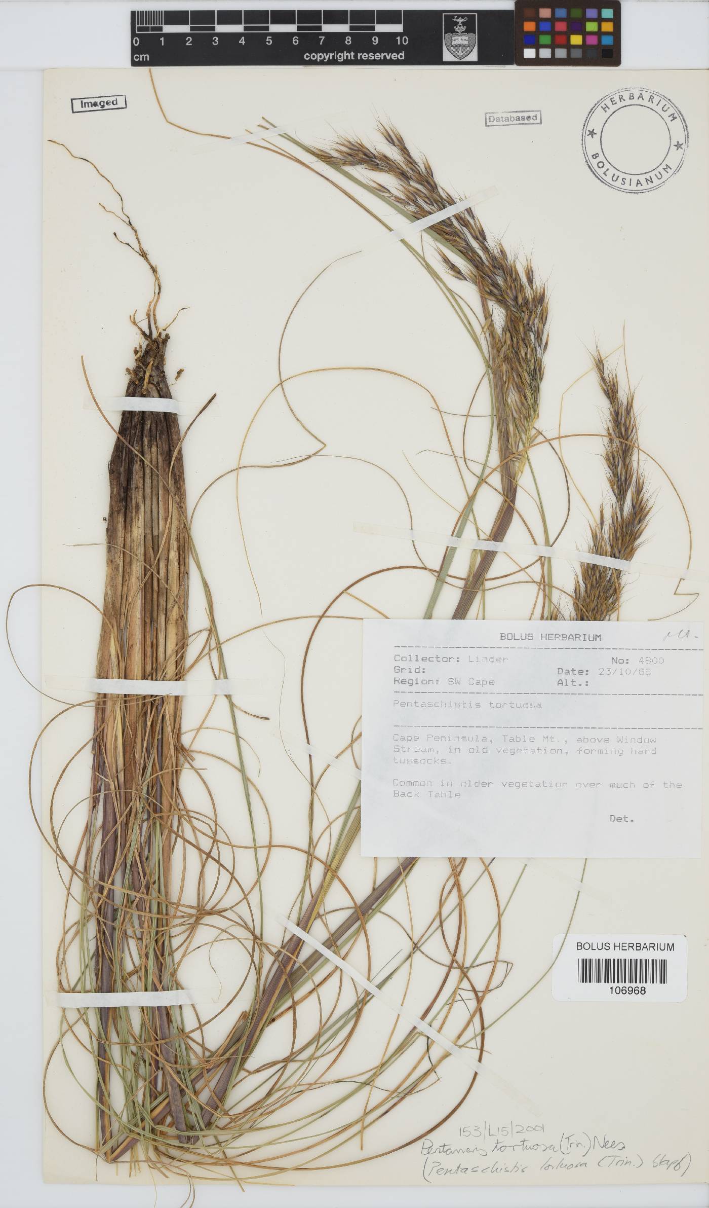 Pentameris tortuosa image