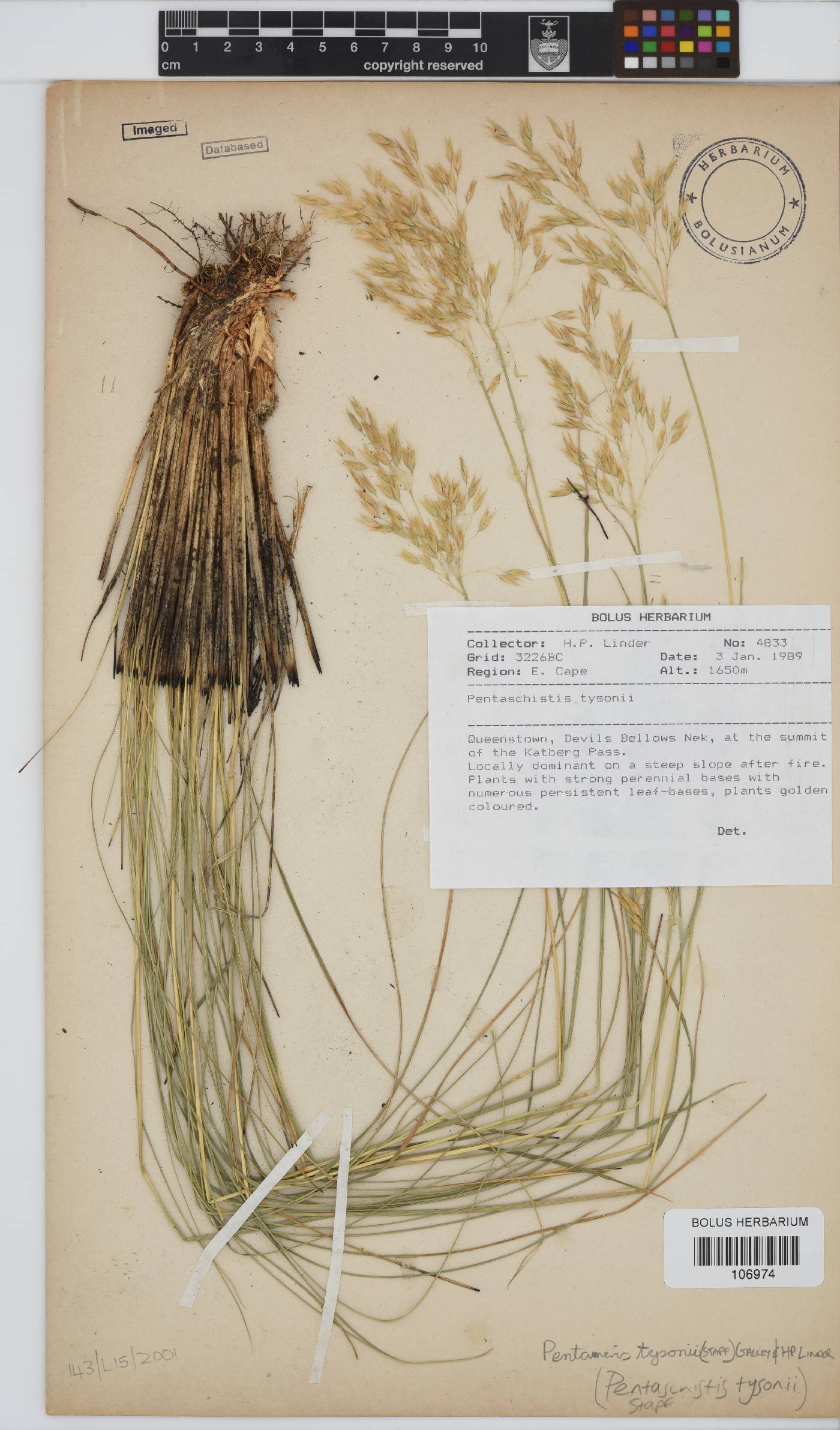 Pentameris tysonii image