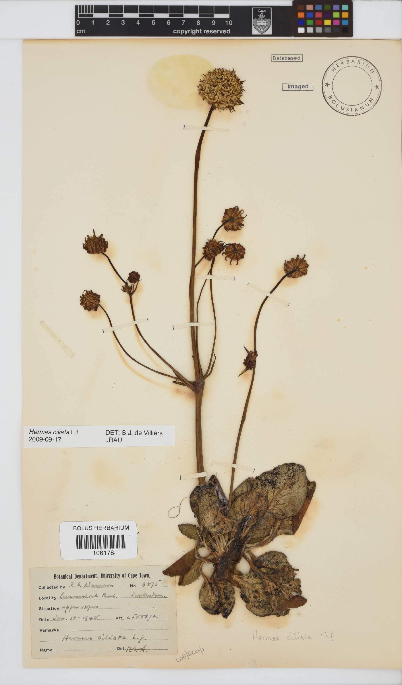 Hermas ciliata image